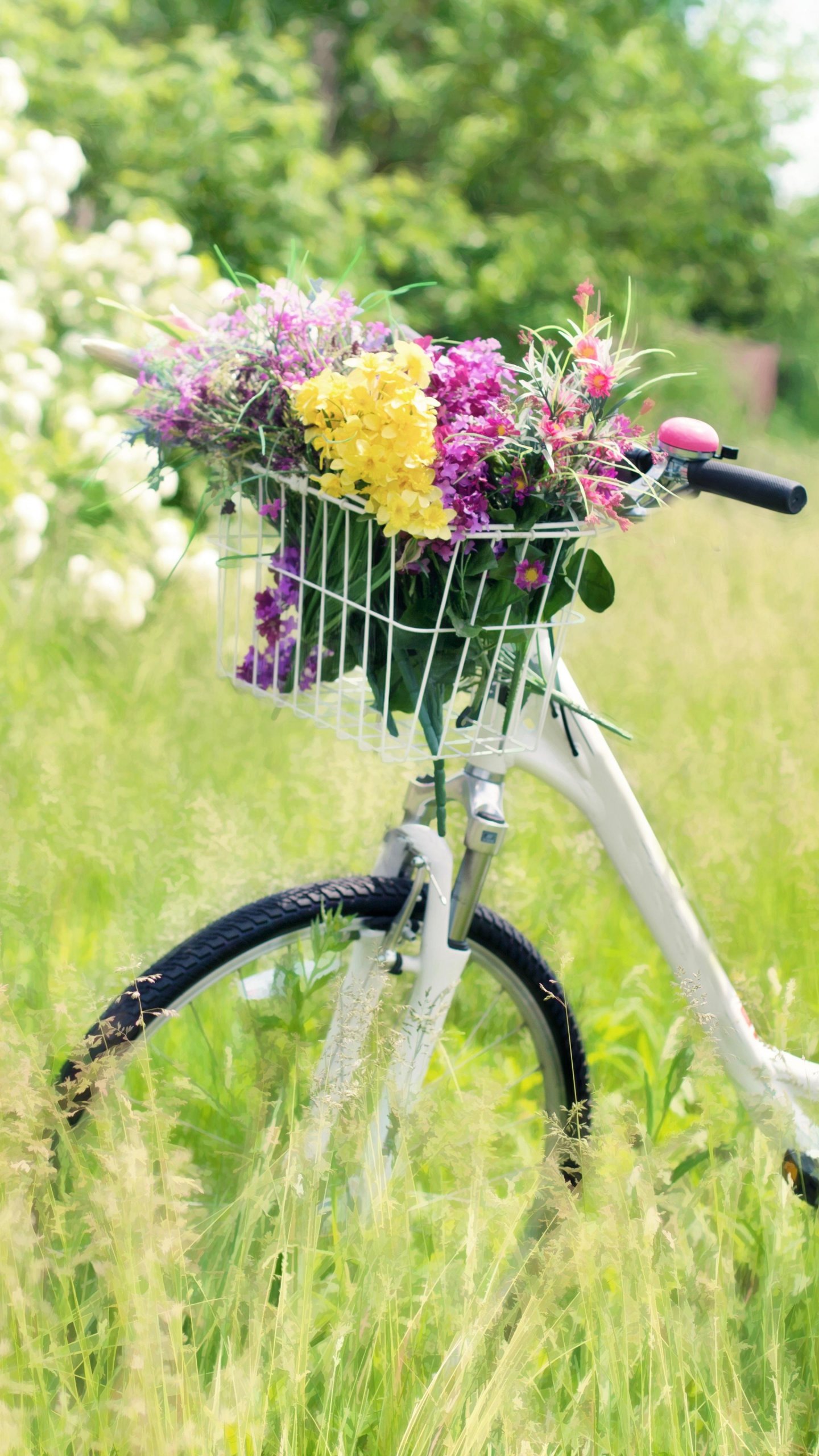 romantico sfondo hd,fiore,bicicletta,accessorio per bicicletta,pianta,veicolo