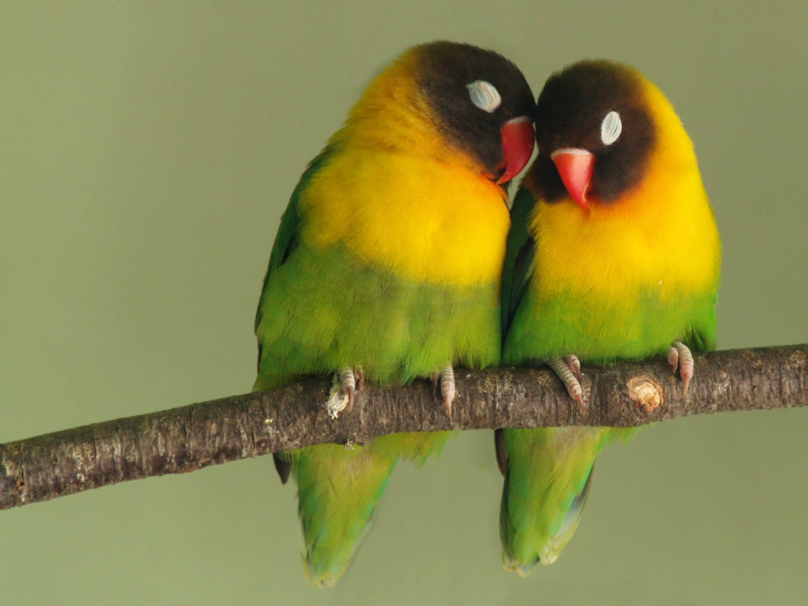 romantico sfondo hd,uccello,pappagallo,pappagallino verde africano,parrocchetto,lorikeet