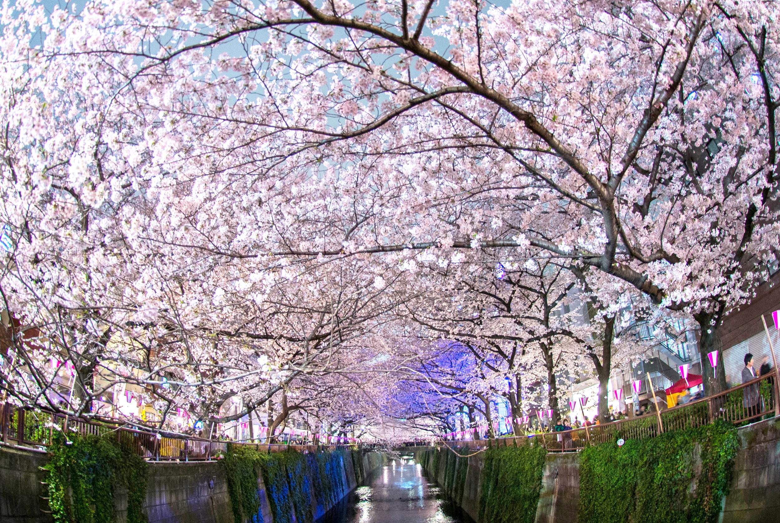 Cherry blossom отзывы. Цветение Сакуры в Йокогаме. Цветение Сакуры в Японии сады. Черри блоссом. Цветущие сады Сидзуока Япония.