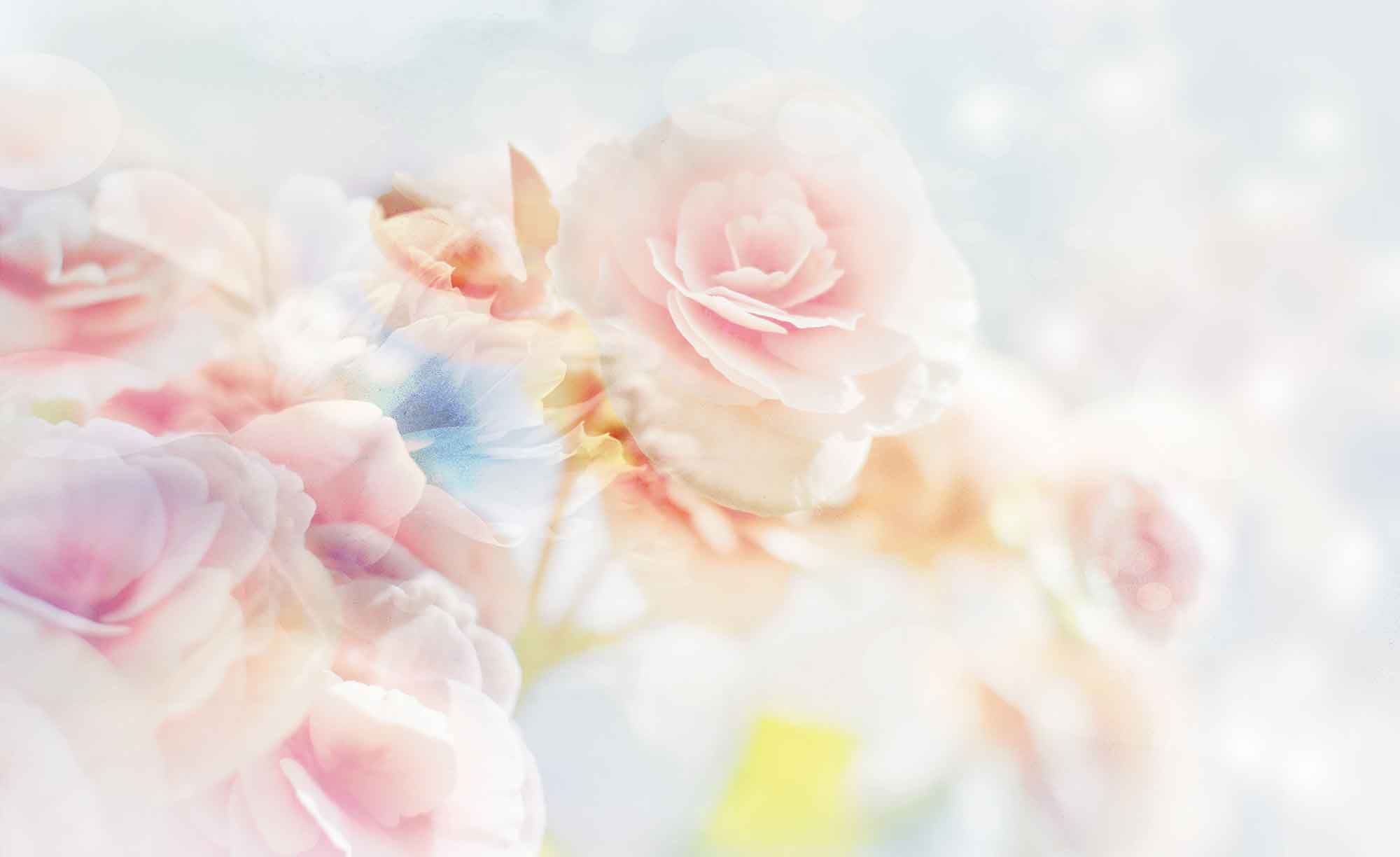 papel pintado en colores pastel,rosado,rosas de jardín,pétalo,rosa,flor