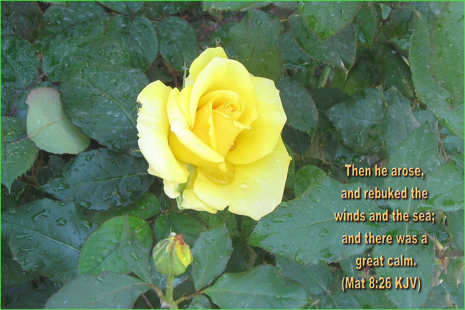 carta da parati versetto della bibbia,fiore,pianta fiorita,julia child rose,floribunda,giallo