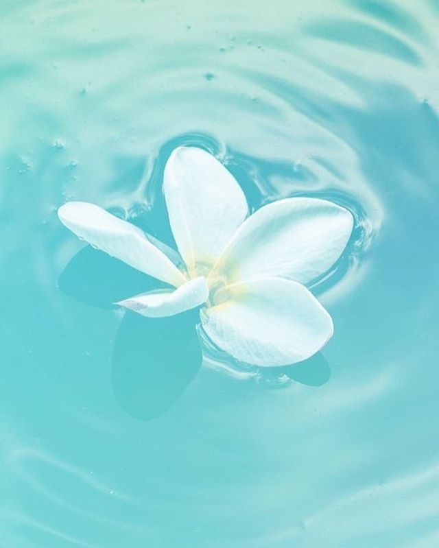 iphone wallpaper quotes,petal,frangipani,aqua,turquoise,flower