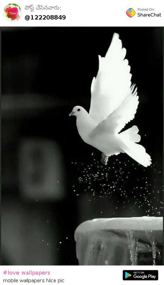 love wallpaper for mobile,white,black and white,monochrome photography,black,pigeons and doves