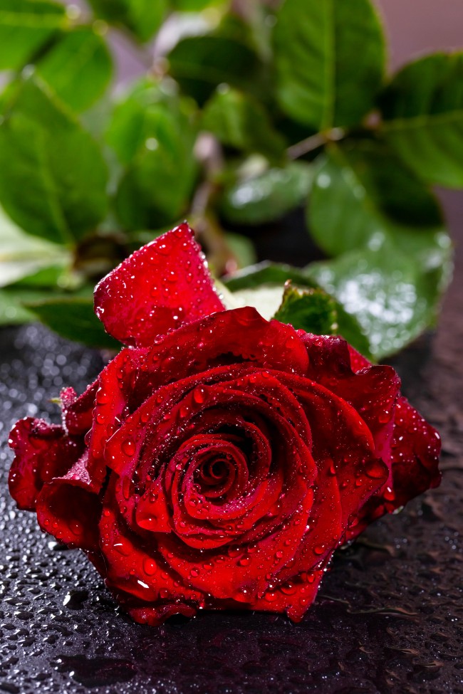 fond d'écran rose rouge,fleur,roses de jardin,rouge,rose,pétale