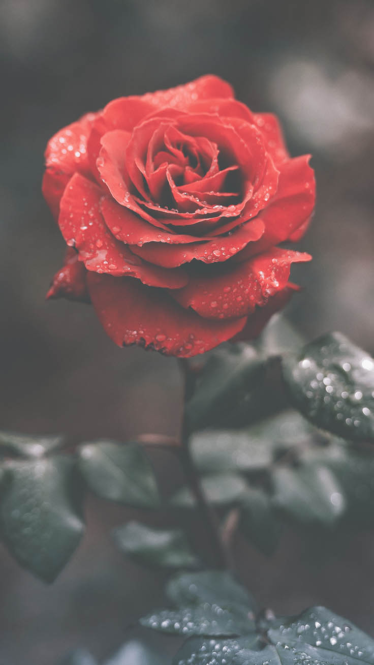 赤いバラの壁紙,庭のバラ,赤,花,花弁,ローズ