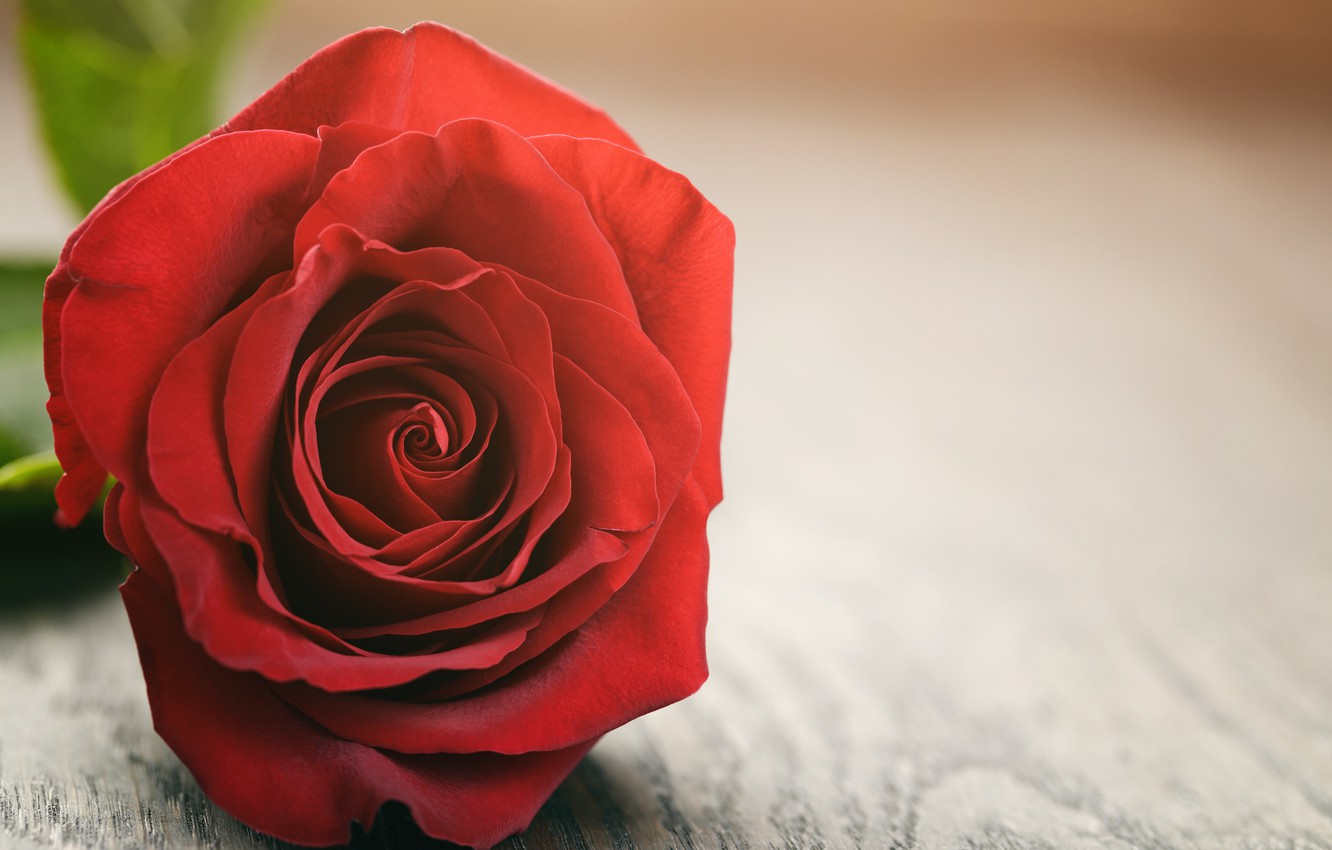 papel tapiz rosa roja,rosas de jardín,rojo,rosa,flor,pétalo