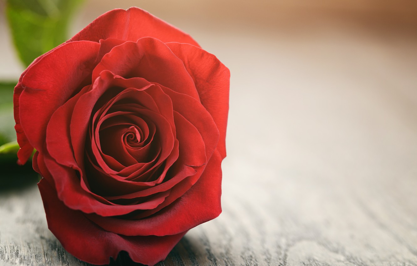 rote rosentapete,gartenrosen,rot,rose,blume,blütenblatt