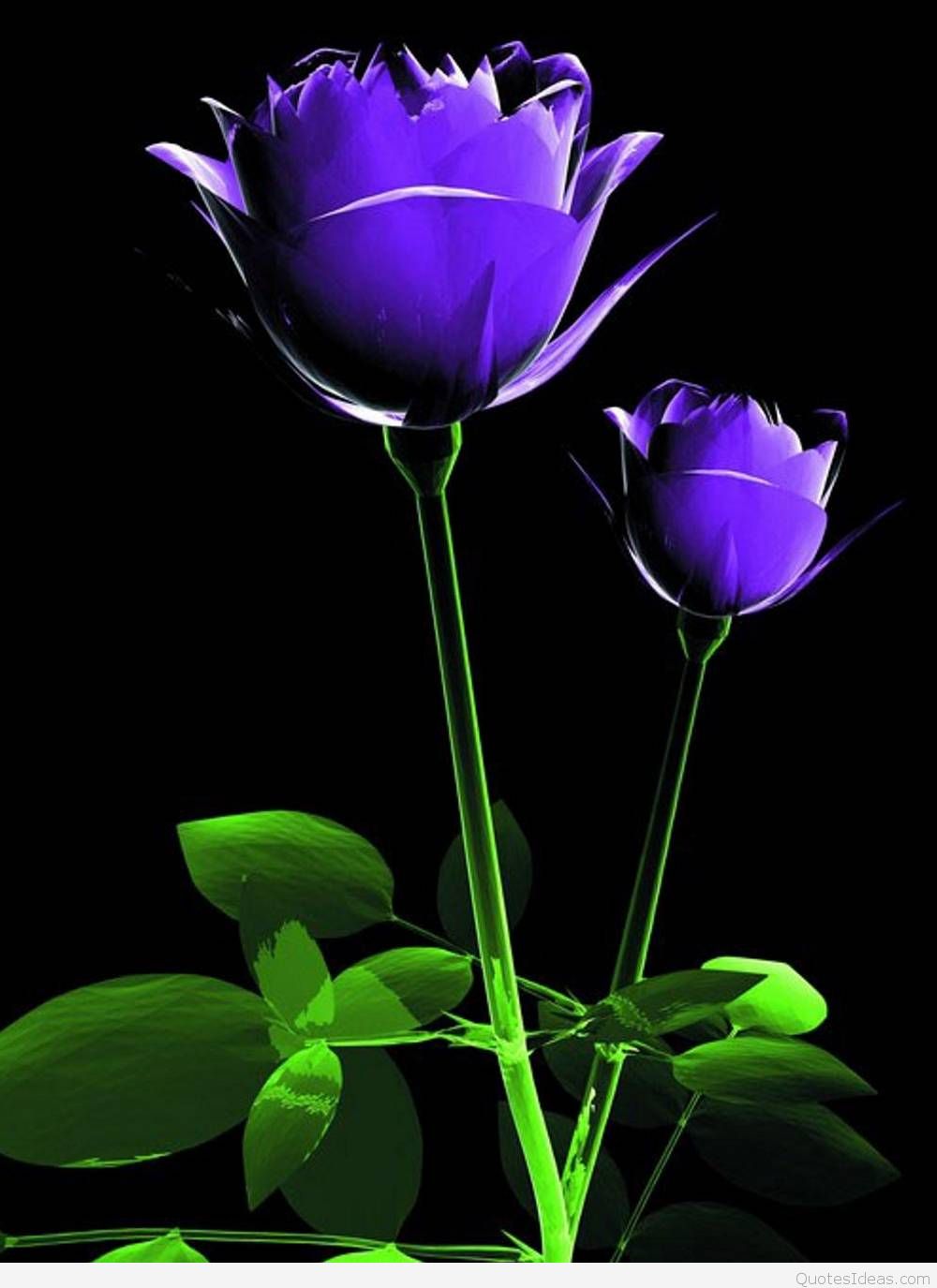 love wallpaper for mobile,flower,petal,purple,violet,plant