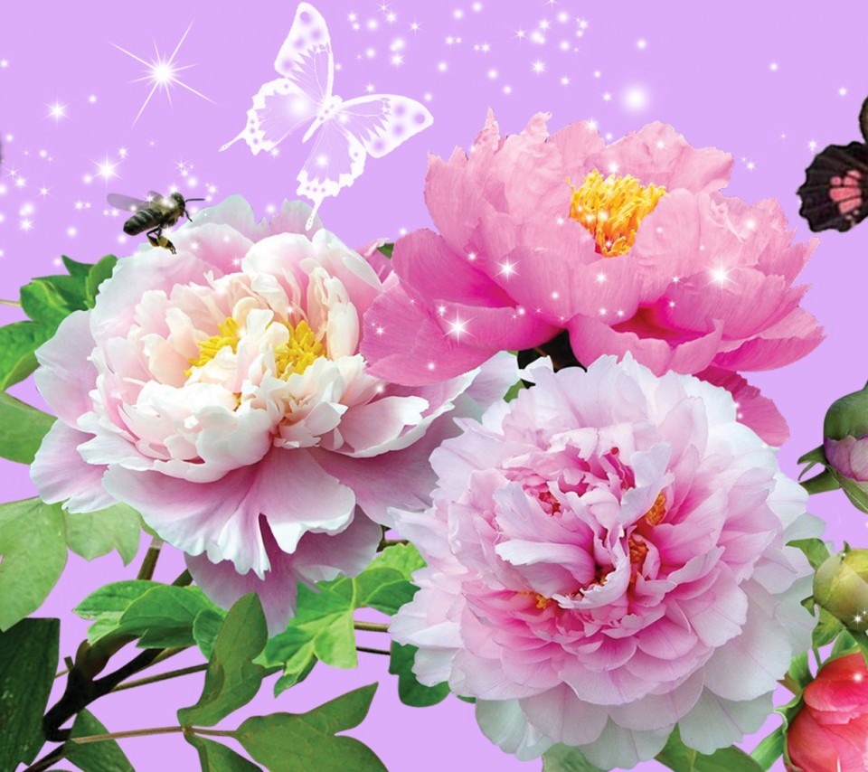 モバイル用の愛の壁紙,花,開花植物,花弁,ピンク,一般的な牡丹