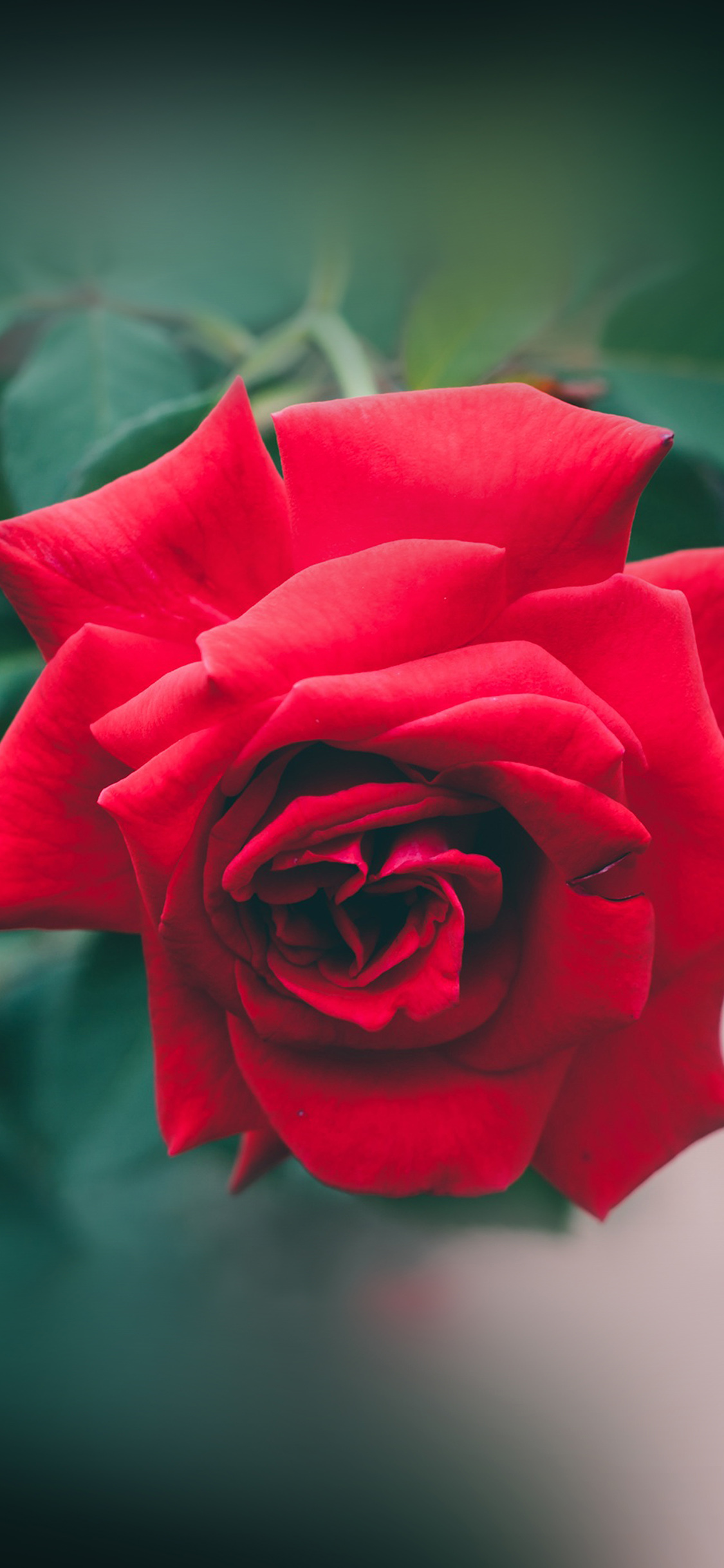 rote rosentapete,blume,rose,gartenrosen,rot,blütenblatt
