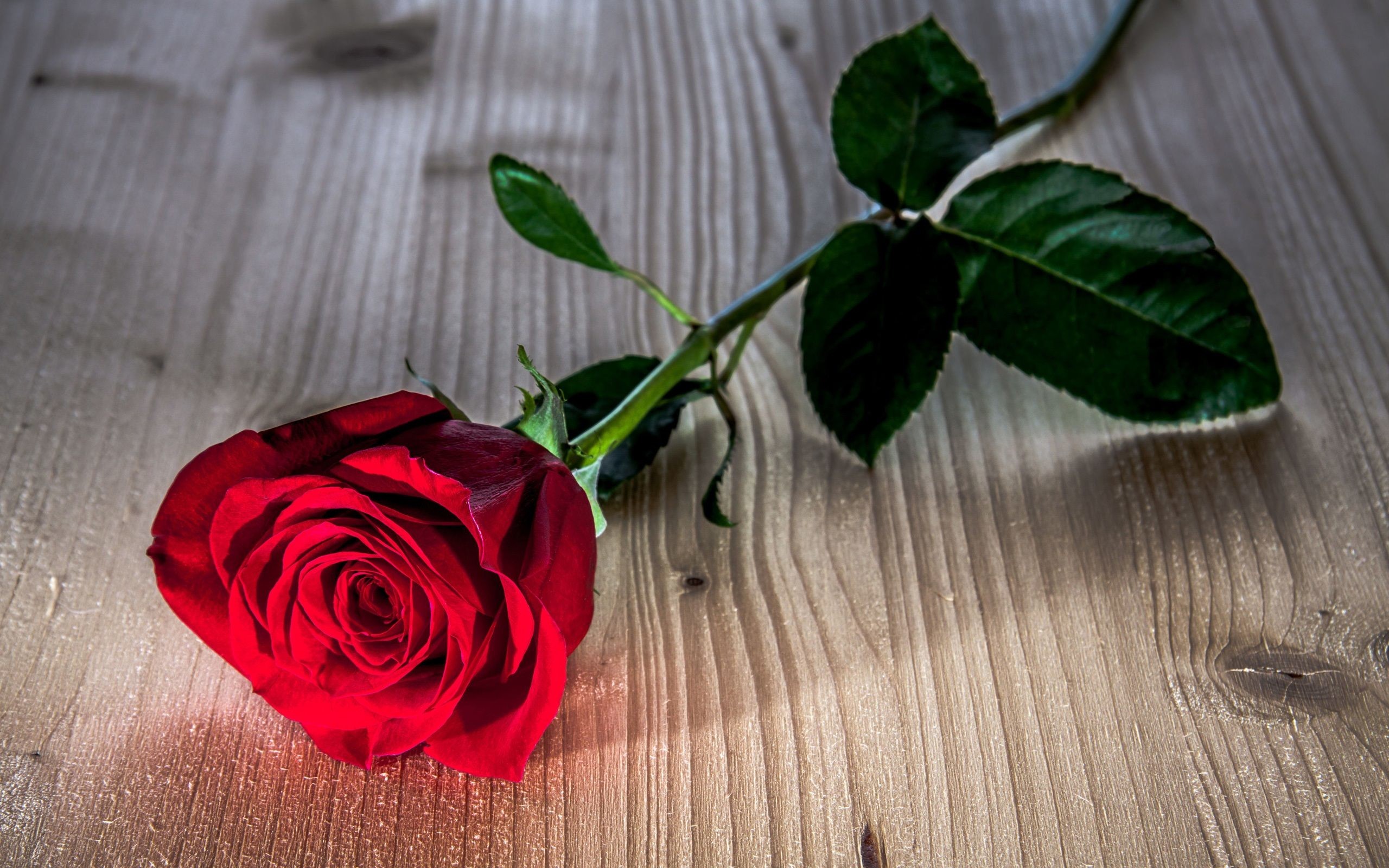 red rose wallpaper,flower,red,garden roses,rose,plant