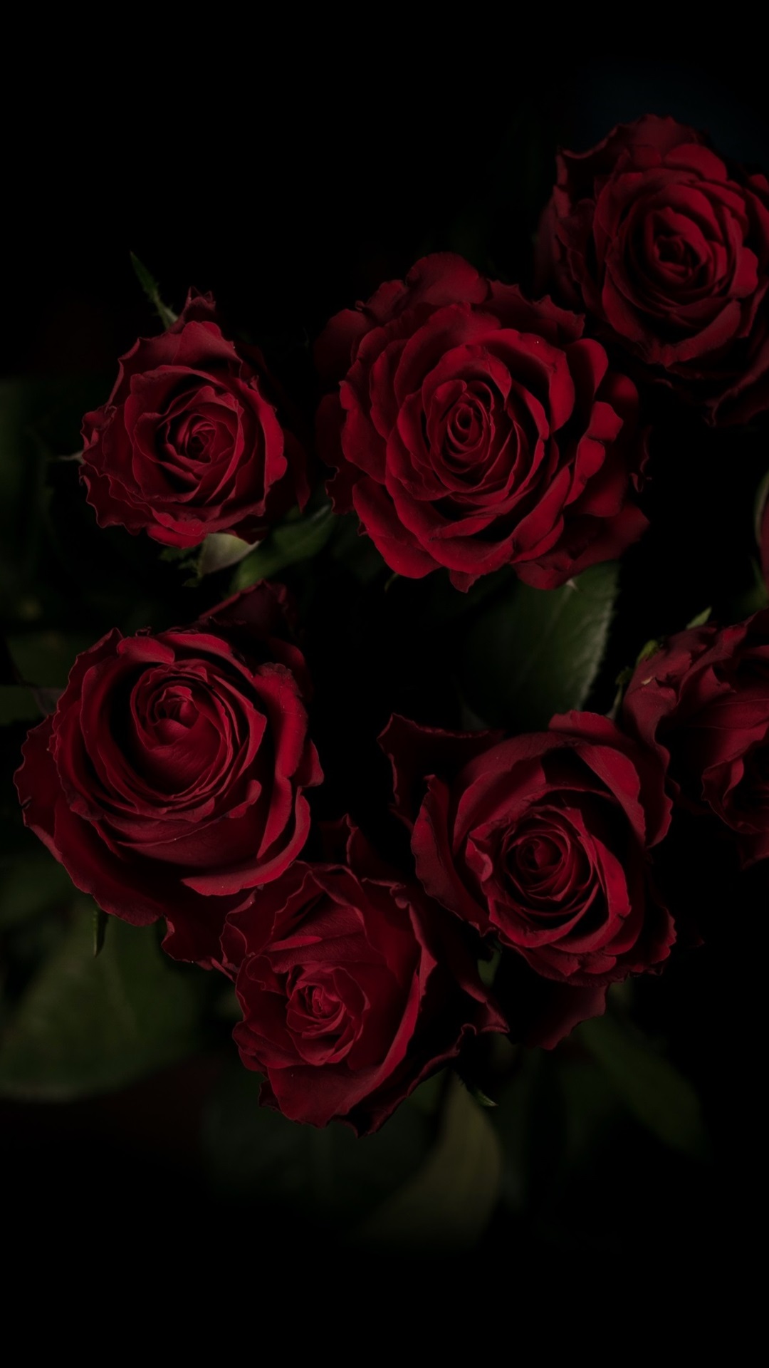 red rose wallpaper,flower,rose,garden roses,flowering plant,red