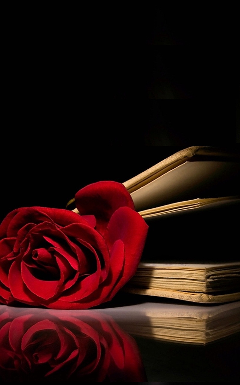 rote rosentapete,rot,stillleben fotografie,rose,text,rosenfamilie