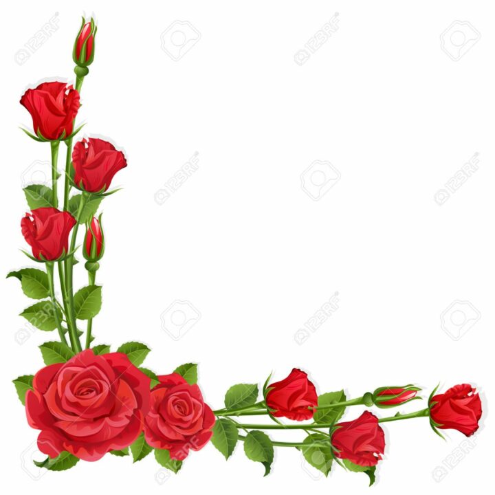 빨간 장미 벽지,꽃,장미,하얀,빨간,식물