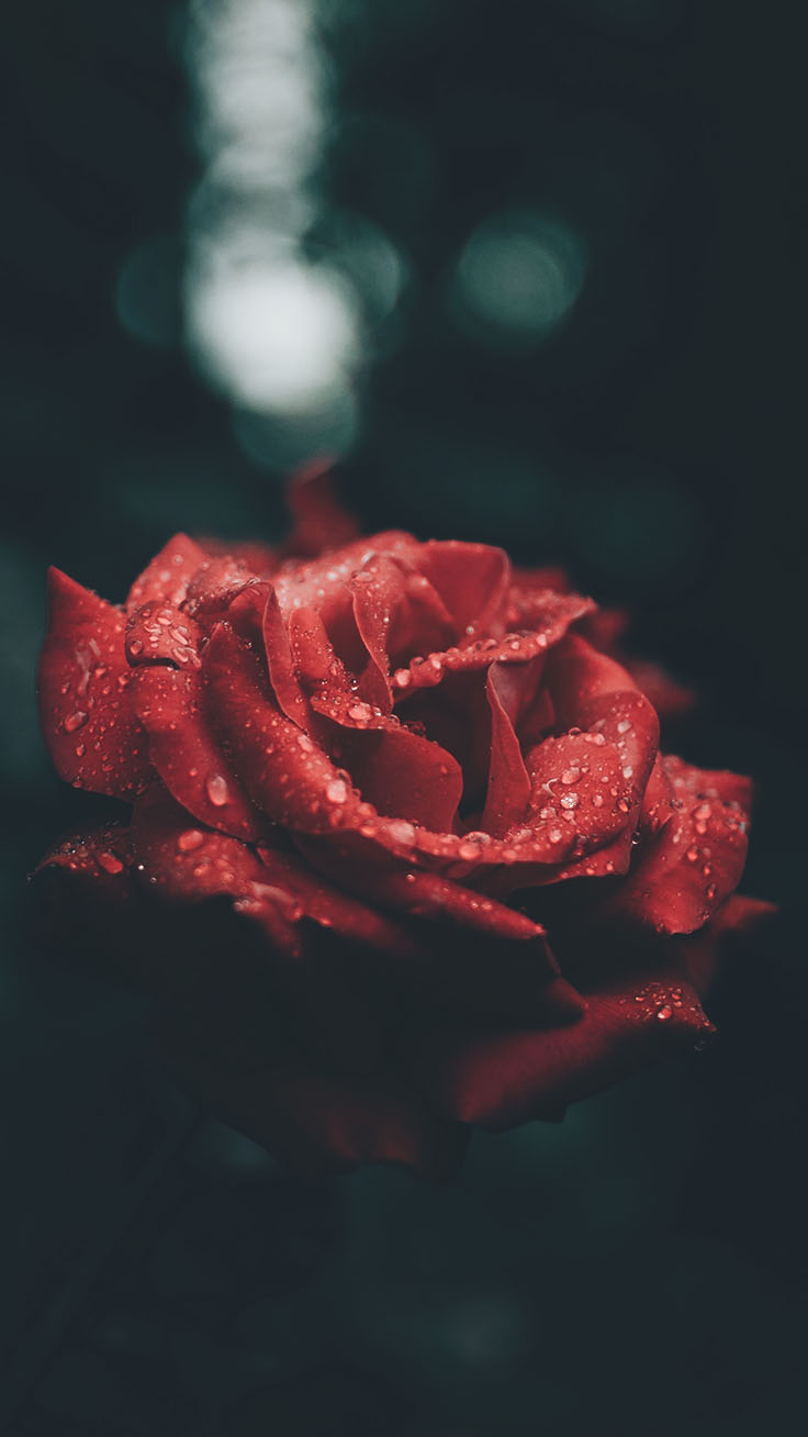 赤と白のバラの壁紙 赤 花弁 花 ローズ 静物写真 6102 Wallpaperuse