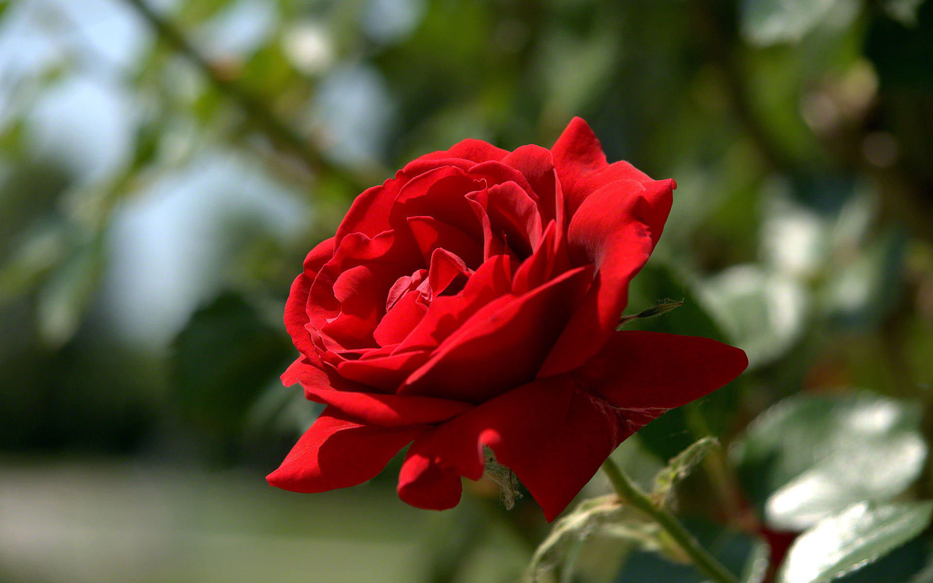 red rose wallpaper,flower,flowering plant,garden roses,petal,rose