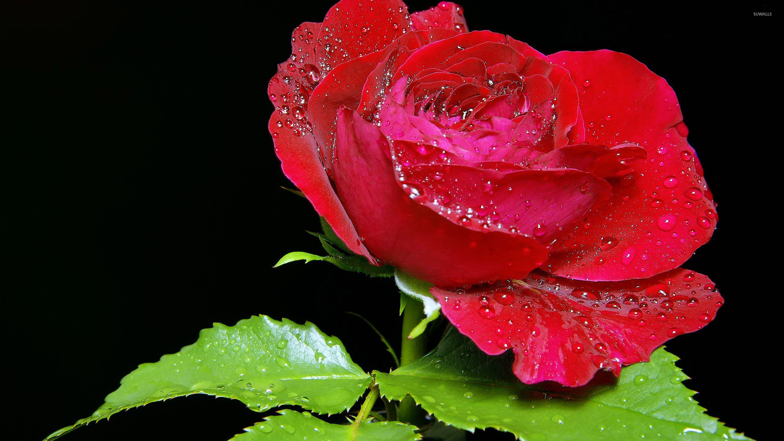 red rose wallpaper,flower,flowering plant,petal,garden roses,water