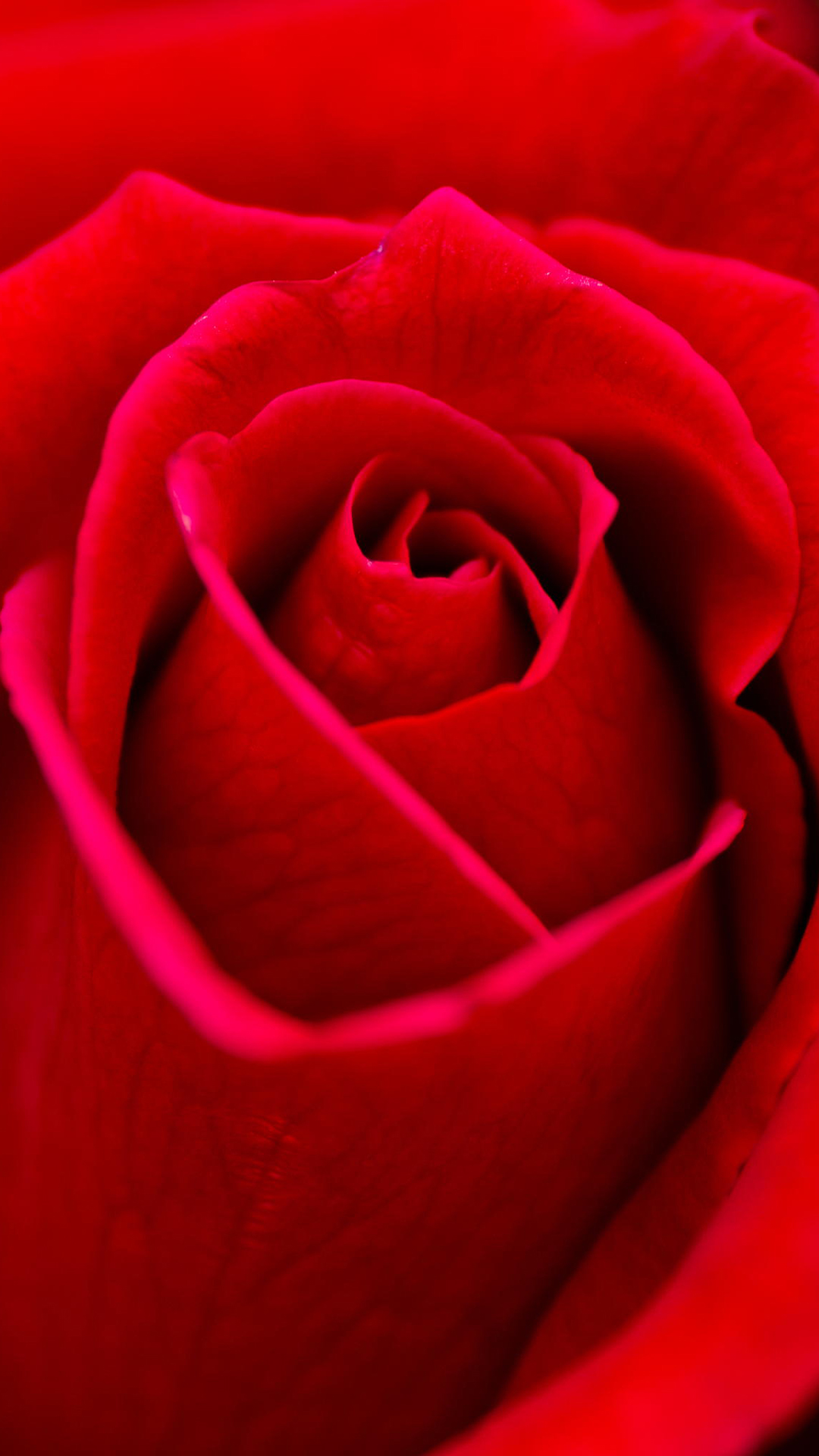 Beautiful Red Rose Wallpaper Download WallpaperUse