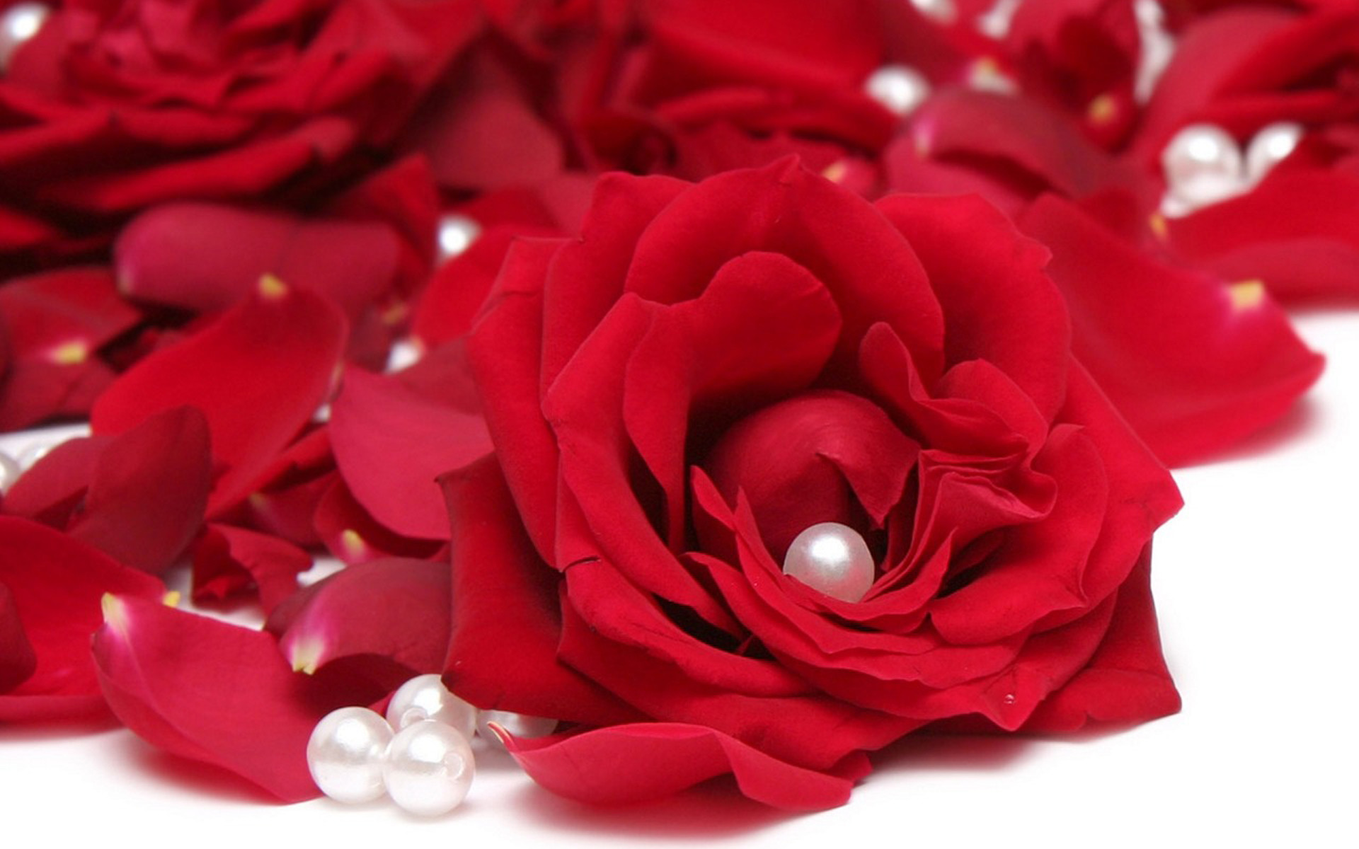 carta da parati rosa rossa,rosso,rose da giardino,petalo,fiore,rosa