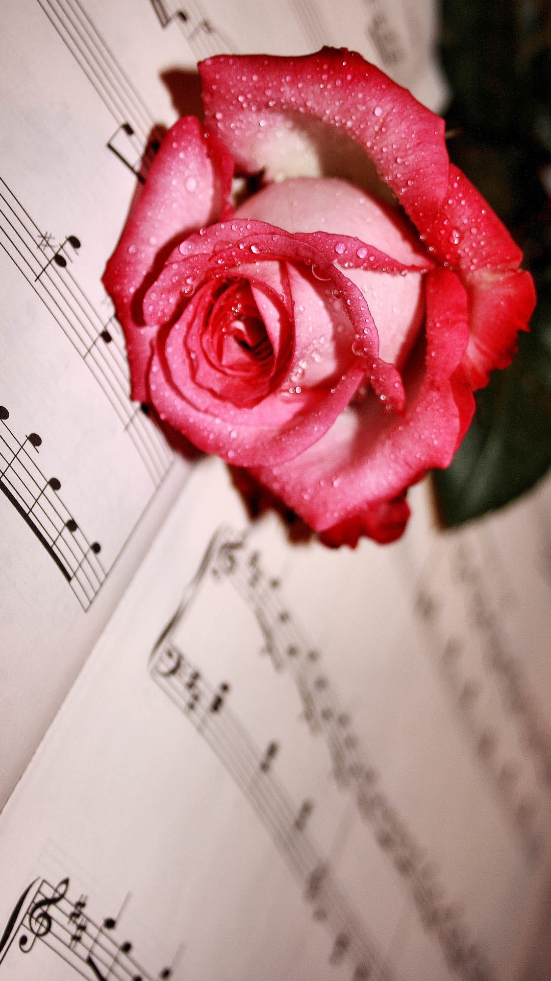 빨간 장미 벽지,분홍,장미,정원 장미,꽃,빨간