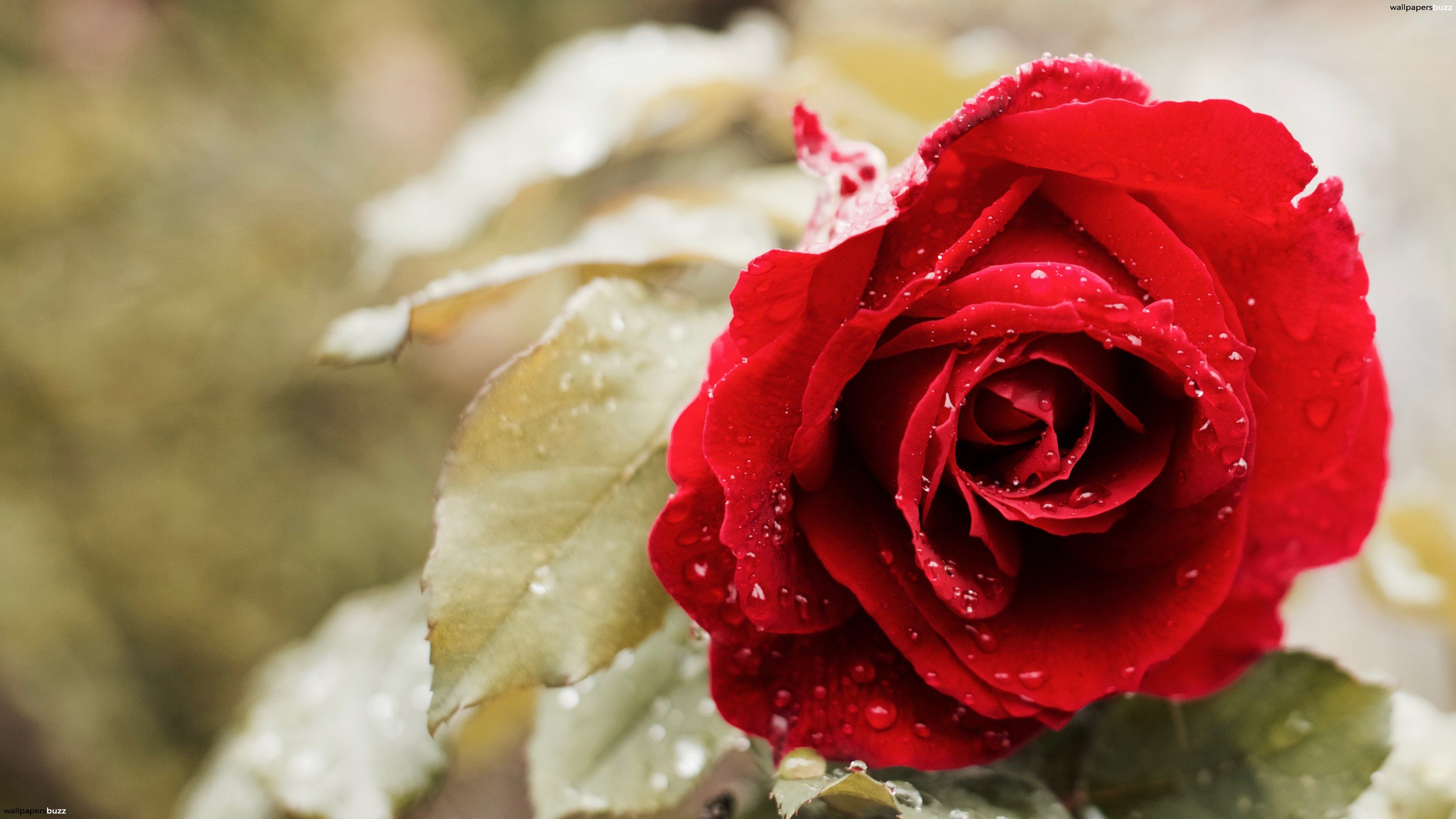 赤いバラの壁紙,花,庭のバラ,赤,花弁,ローズ
