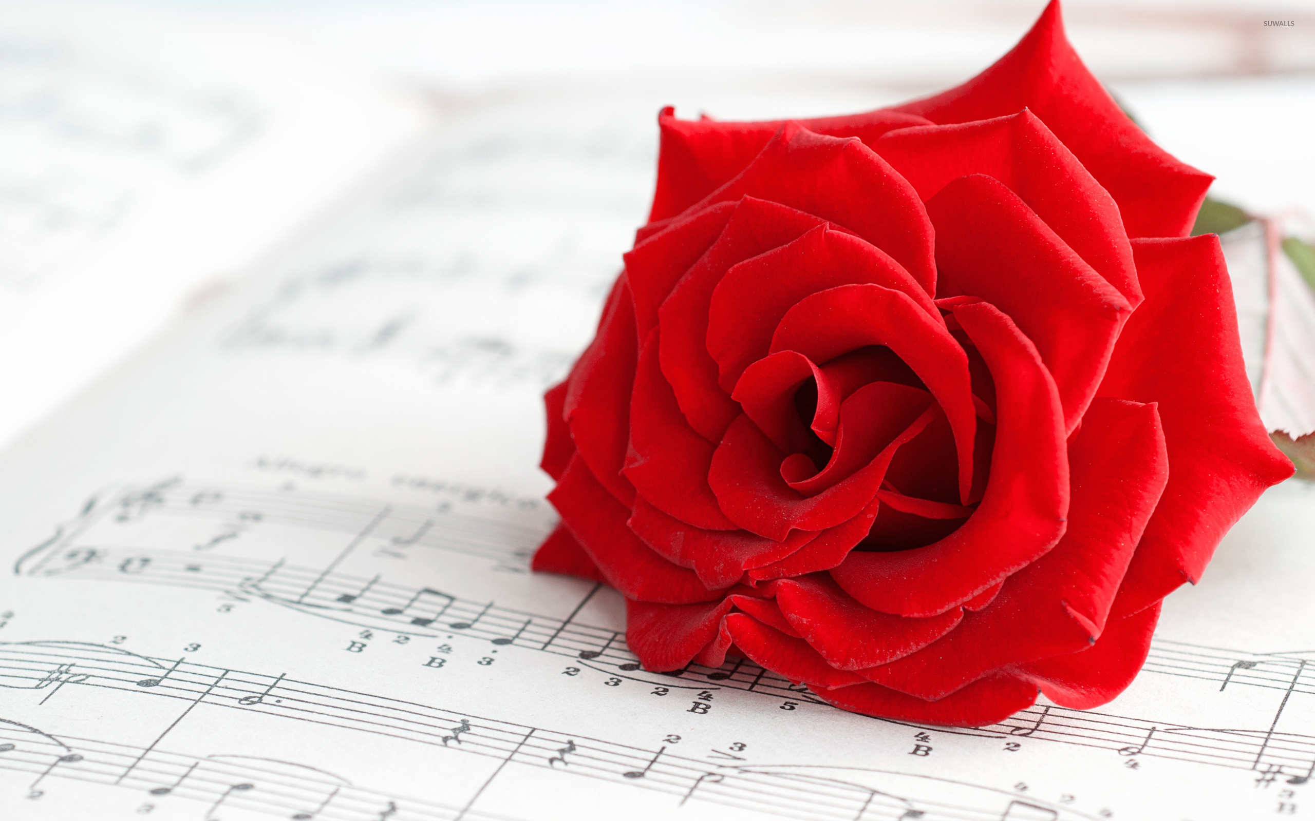 papel tapiz rosa roja,rojo,rosas de jardín,rosa,flor,familia rosa