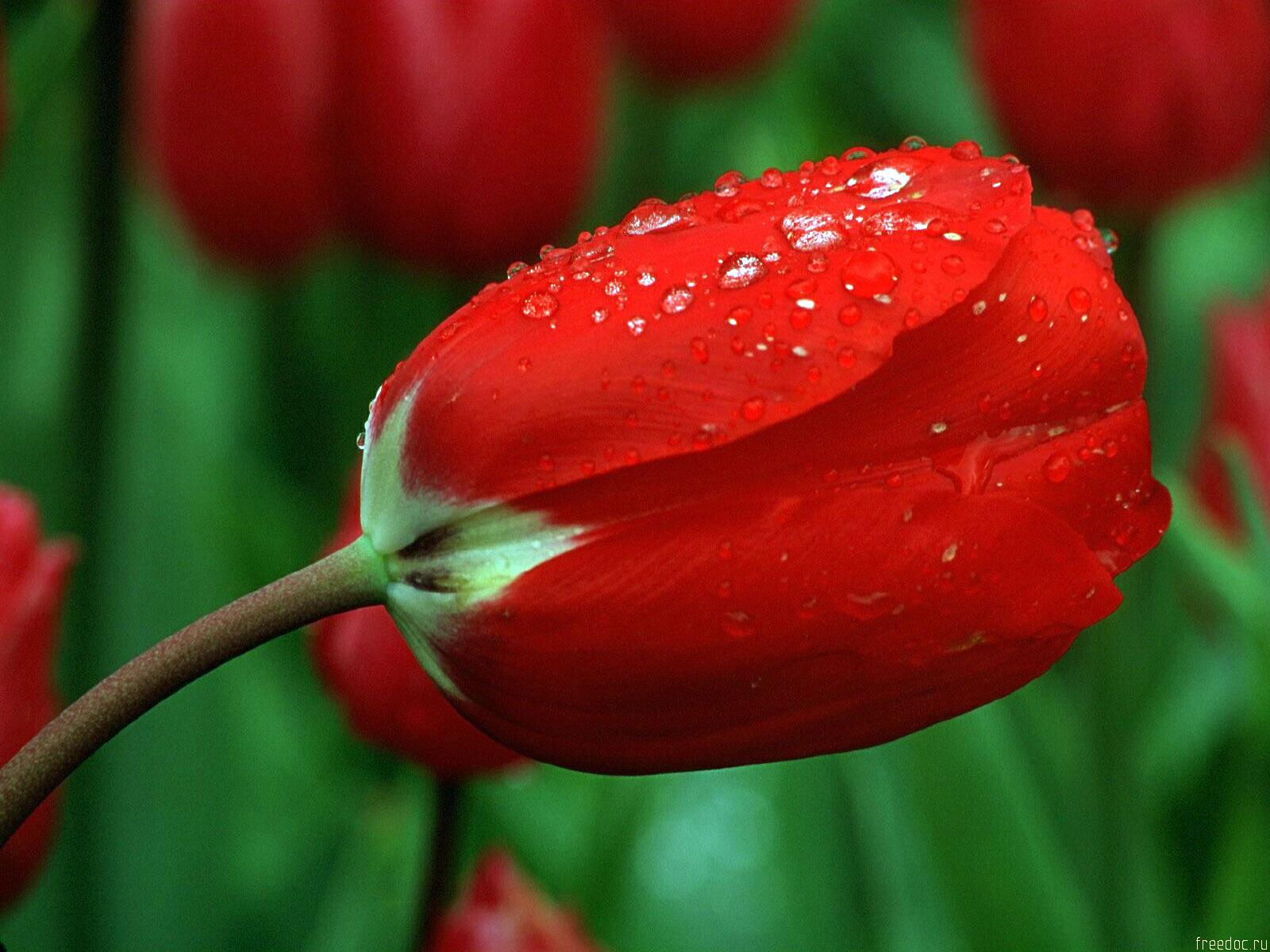 fond d'écran rose rouge,rouge,pétale,tulipe,fleur,l'eau