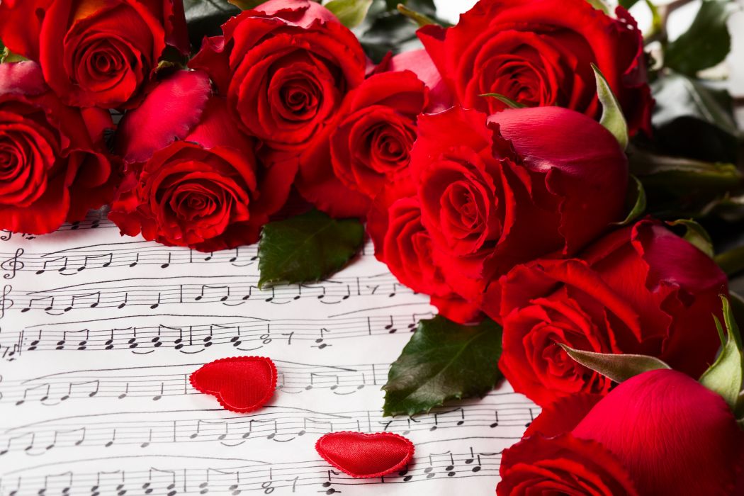 빨간 장미 벽지,꽃,정원 장미,빨간,장미,꽃을 자르다