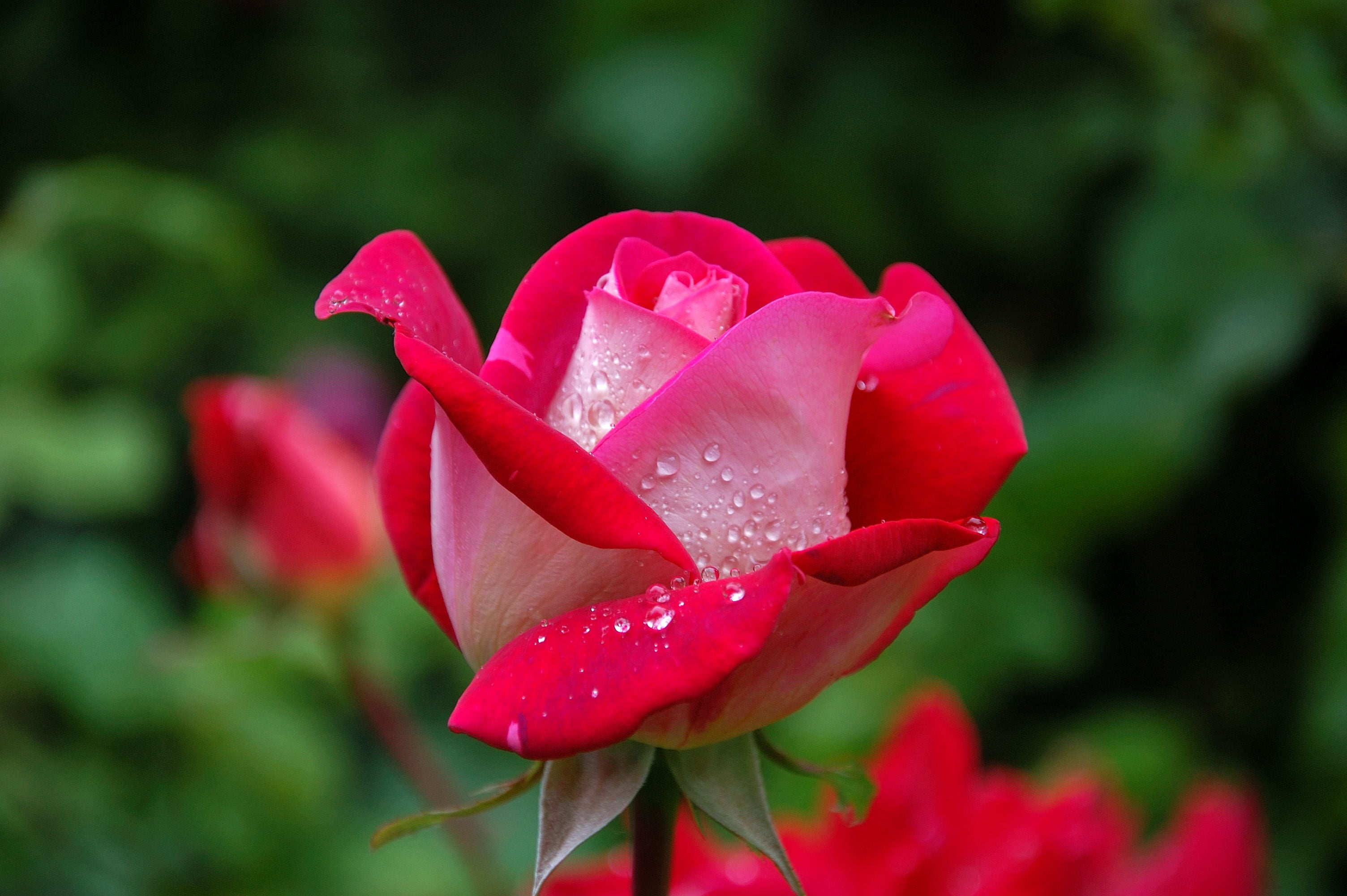 赤いバラの壁紙,花,開花植物,花弁,庭のバラ,ピンク