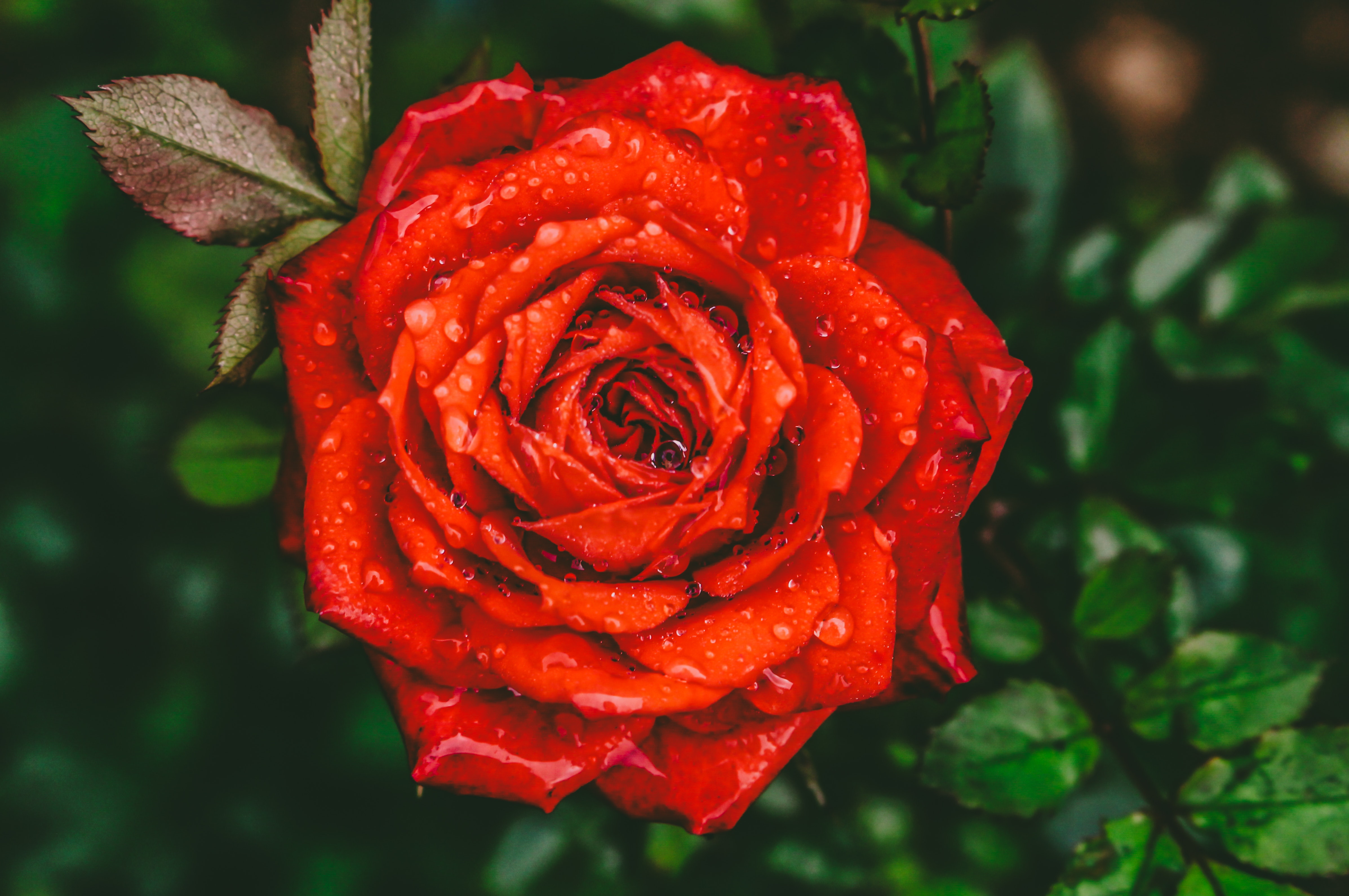 rote rosentapete,blume,gartenrosen,blühende pflanze,rot,blütenblatt