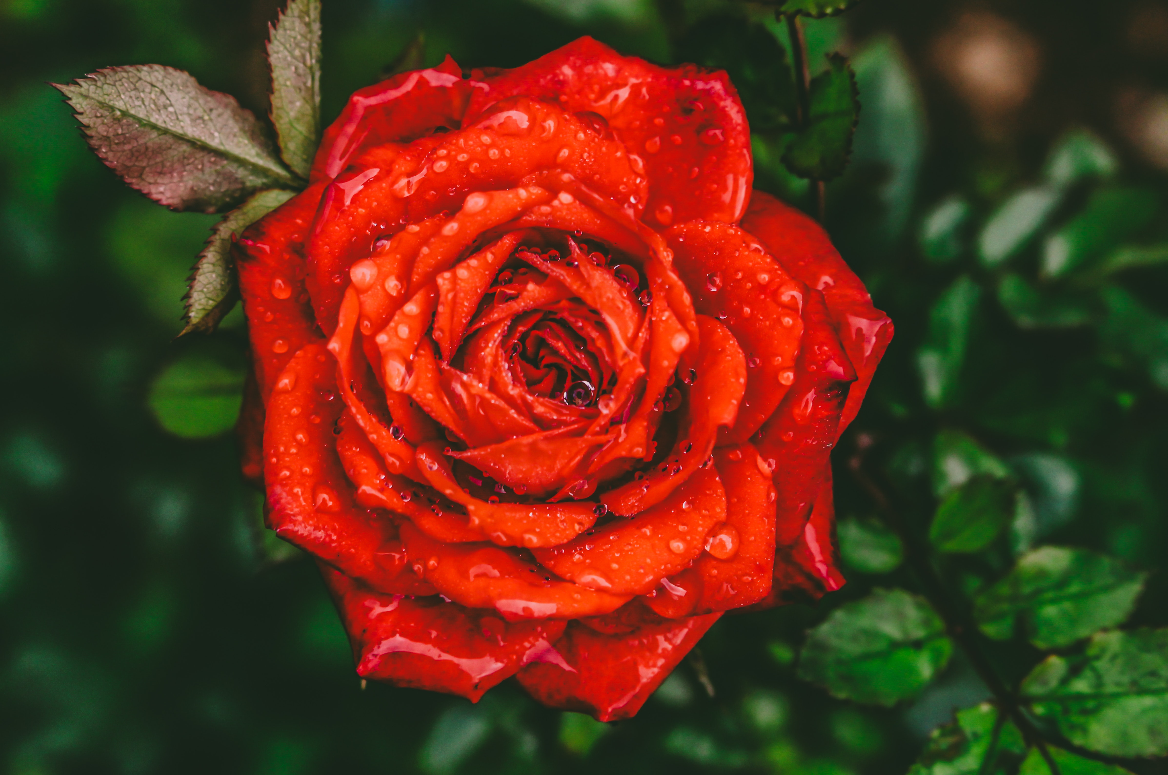 fond d'écran rose rouge,fleur,roses de jardin,plante à fleurs,rouge,pétale