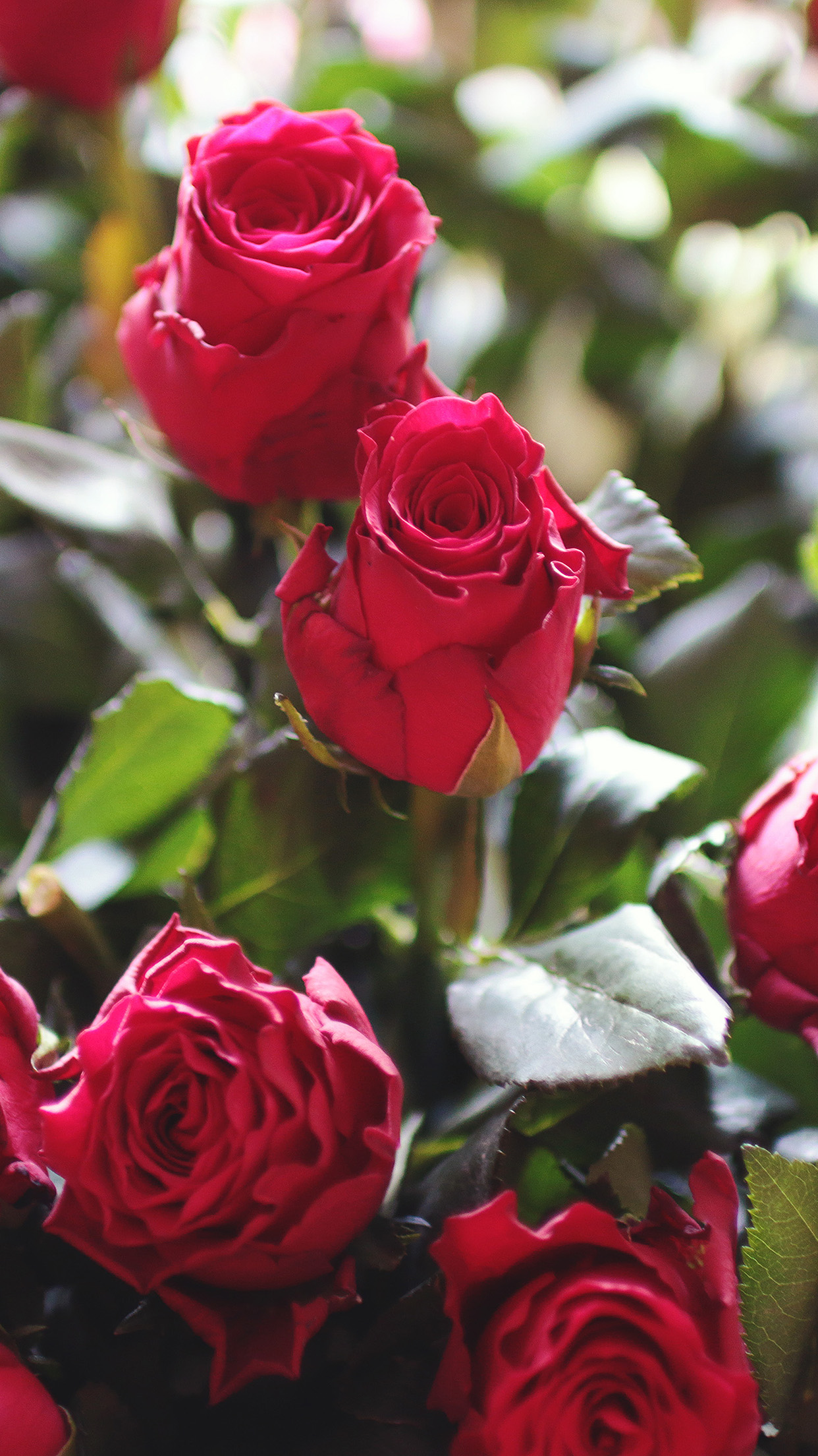 papel tapiz rosa roja,flor,rosas de jardín,planta floreciendo,julia niño rosa,rosa