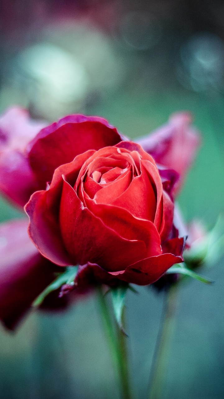 carta da parati rosa rossa,fiore,pianta fiorita,petalo,rose da giardino,rosa