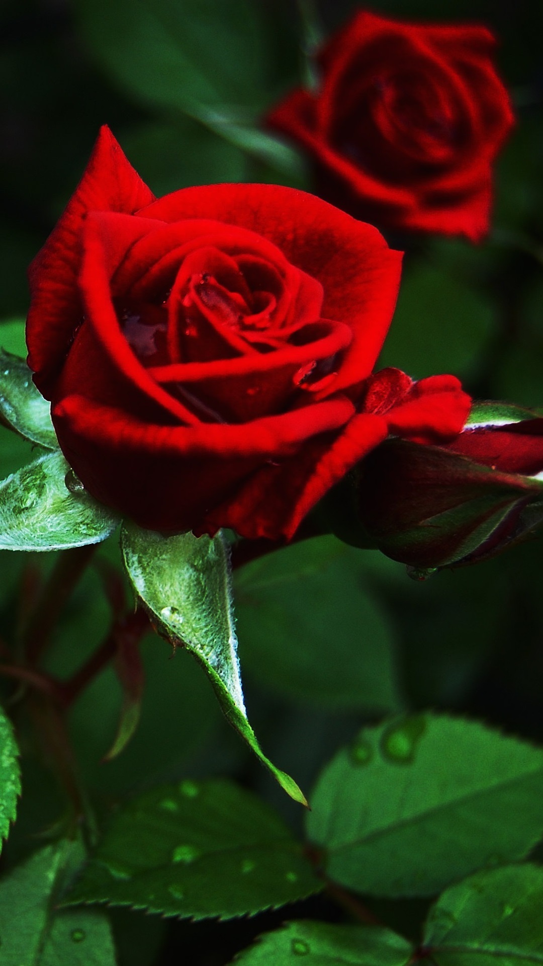 fond d'écran rose rouge,fleur,roses de jardin,plante à fleurs,rouge,rose