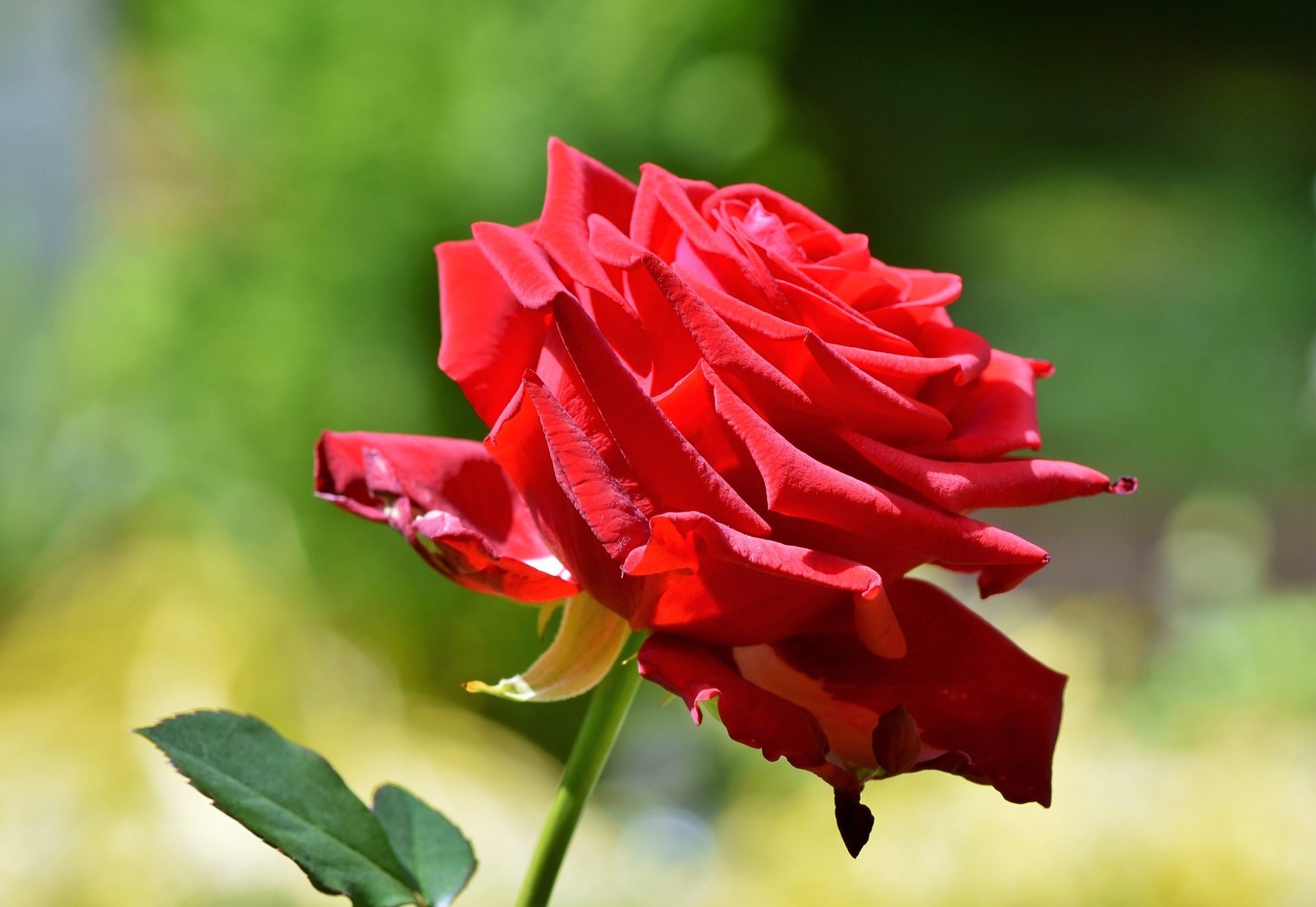rote rosentapete,blume,blühende pflanze,rot,blütenblatt,pflanze