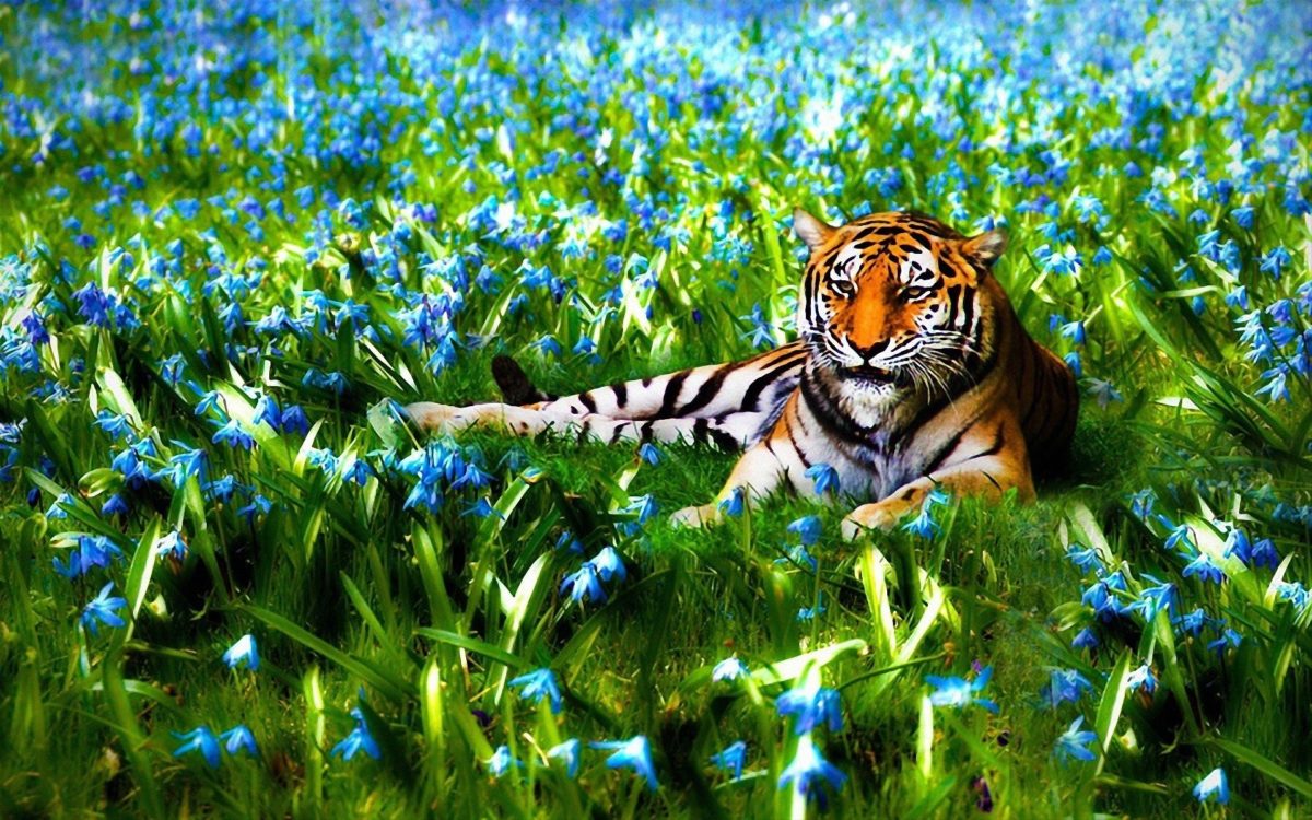 fond d'écran nature hd 3d,tigre,tigre du bengale,faune,félidés,animal terrestre