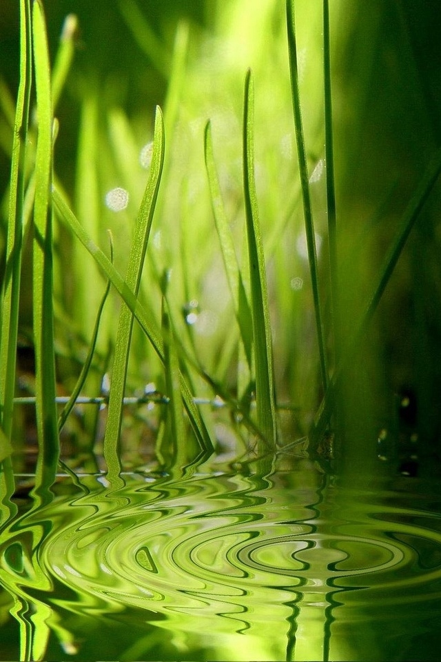 naturaleza fondos de pantalla hd 3d,verde,naturaleza,agua,césped,paisaje natural