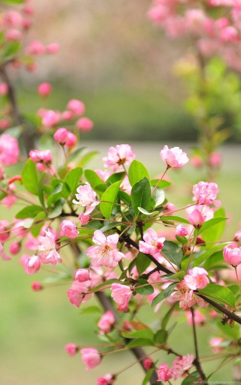 naturaleza fondos de pantalla hd 3d,flor,planta floreciendo,planta,rosado,primavera