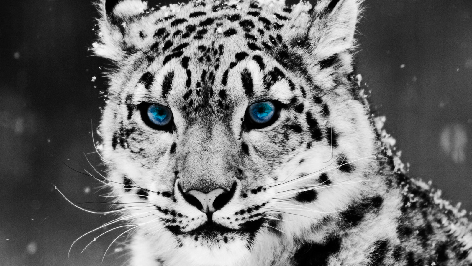 hypebeast wallpaper,schneeleopard,schnurrhaare,tierwelt,felidae,landtier