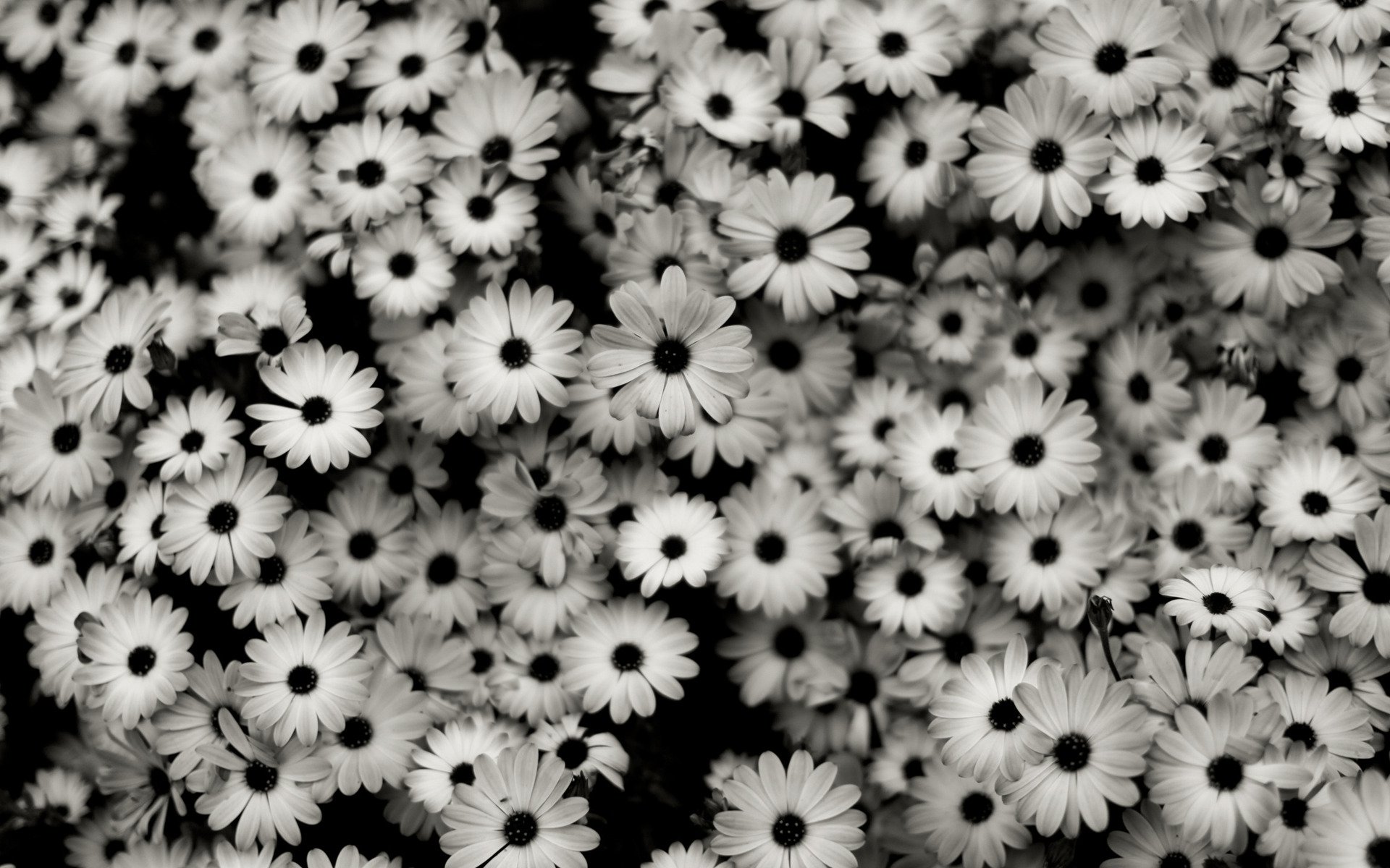 화이트 벽지 hd,꽃,식물,꽃잎,검정색과 흰색,흑백 사진