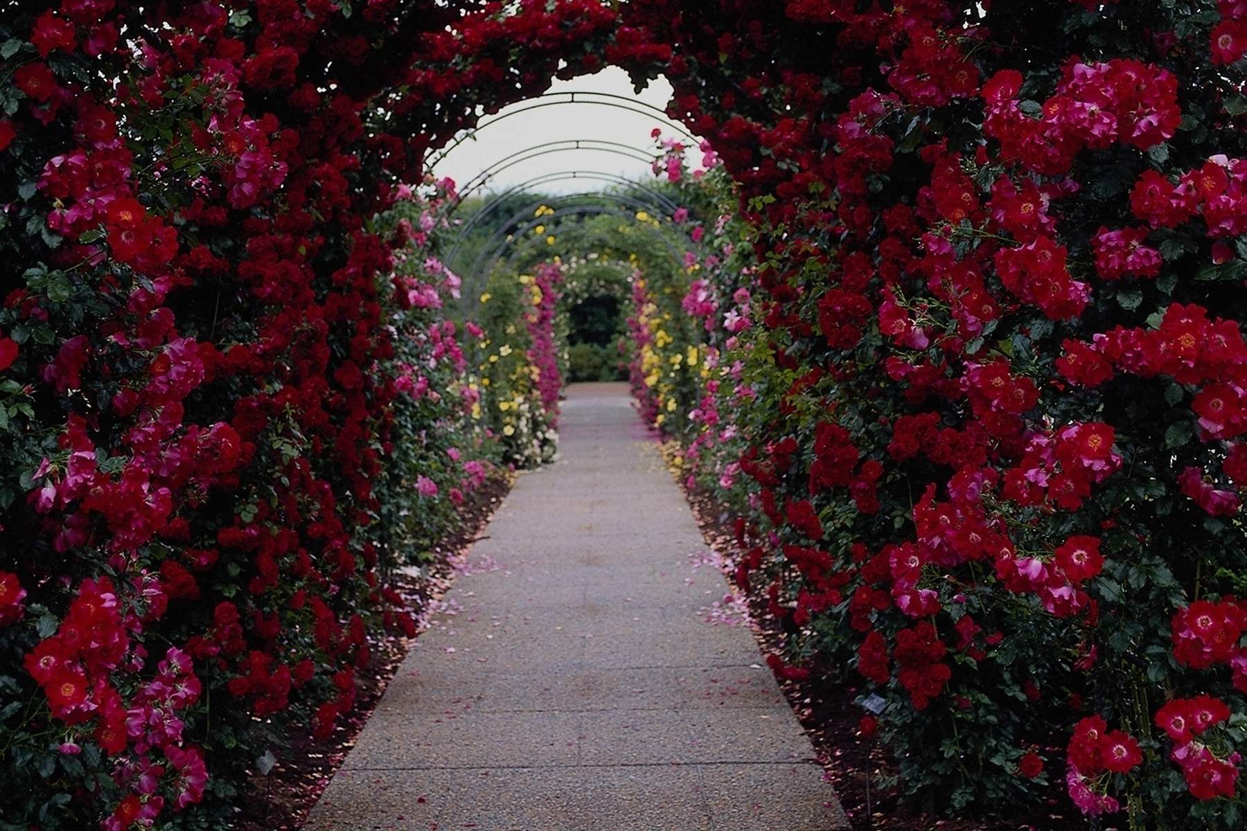 hd bianco della carta da parati,fiore,rosso,rose da giardino,arco,pianta