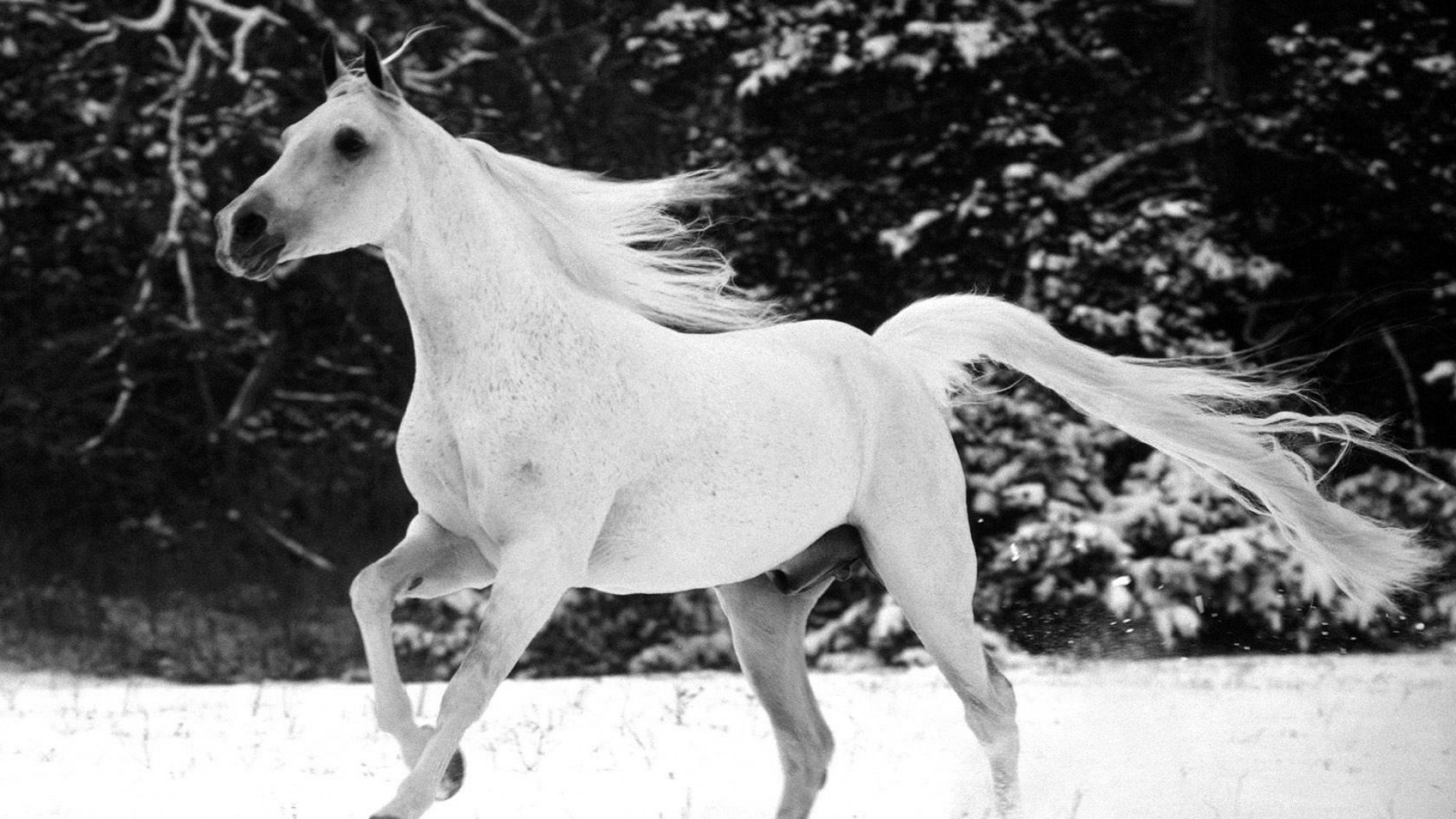 화이트 벽지 hd,말,하얀,갈기,검정색과 흰색,흑백 사진