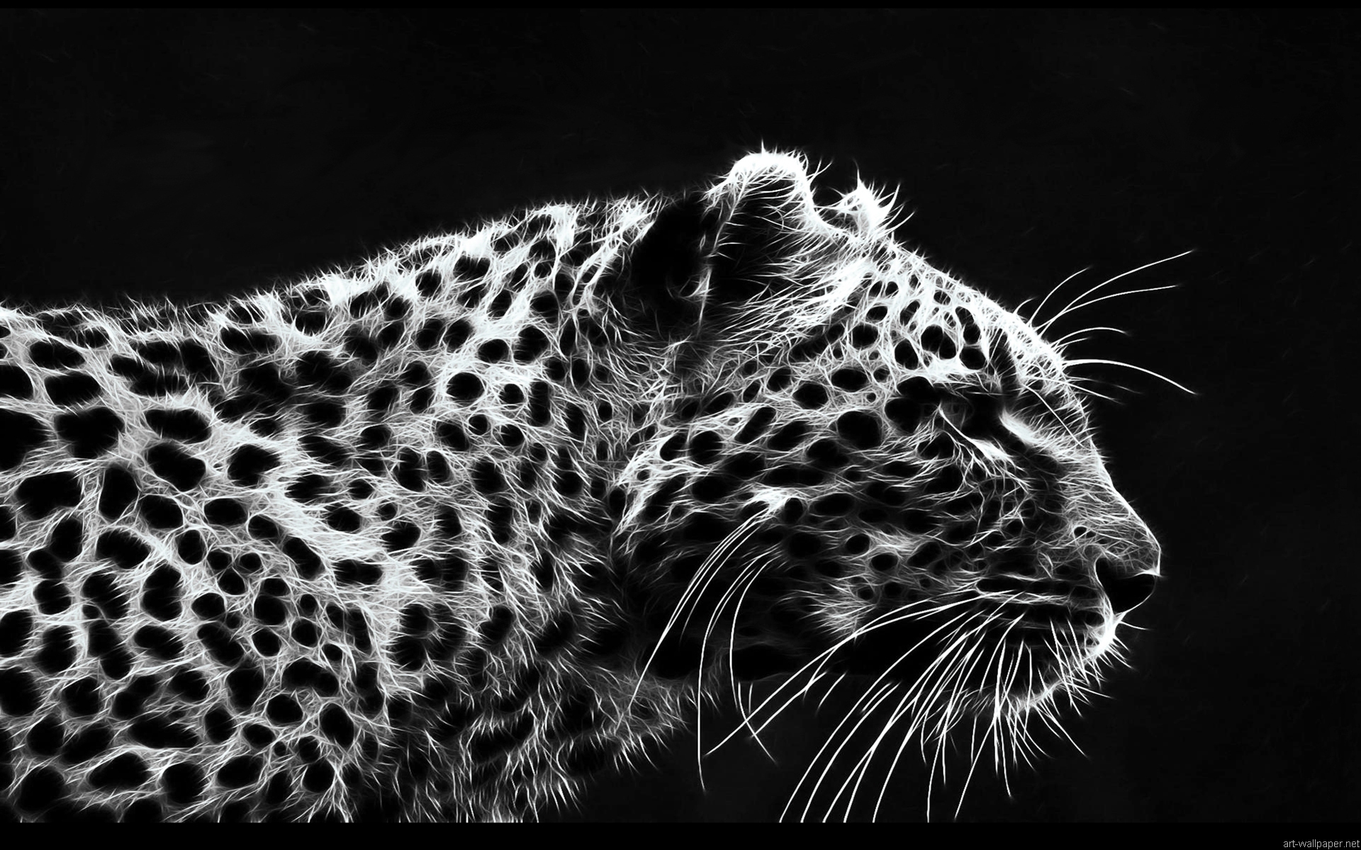 fondo de pantalla blanco hd,fauna silvestre,animal terrestre,leopardo,negro,felidae (19179