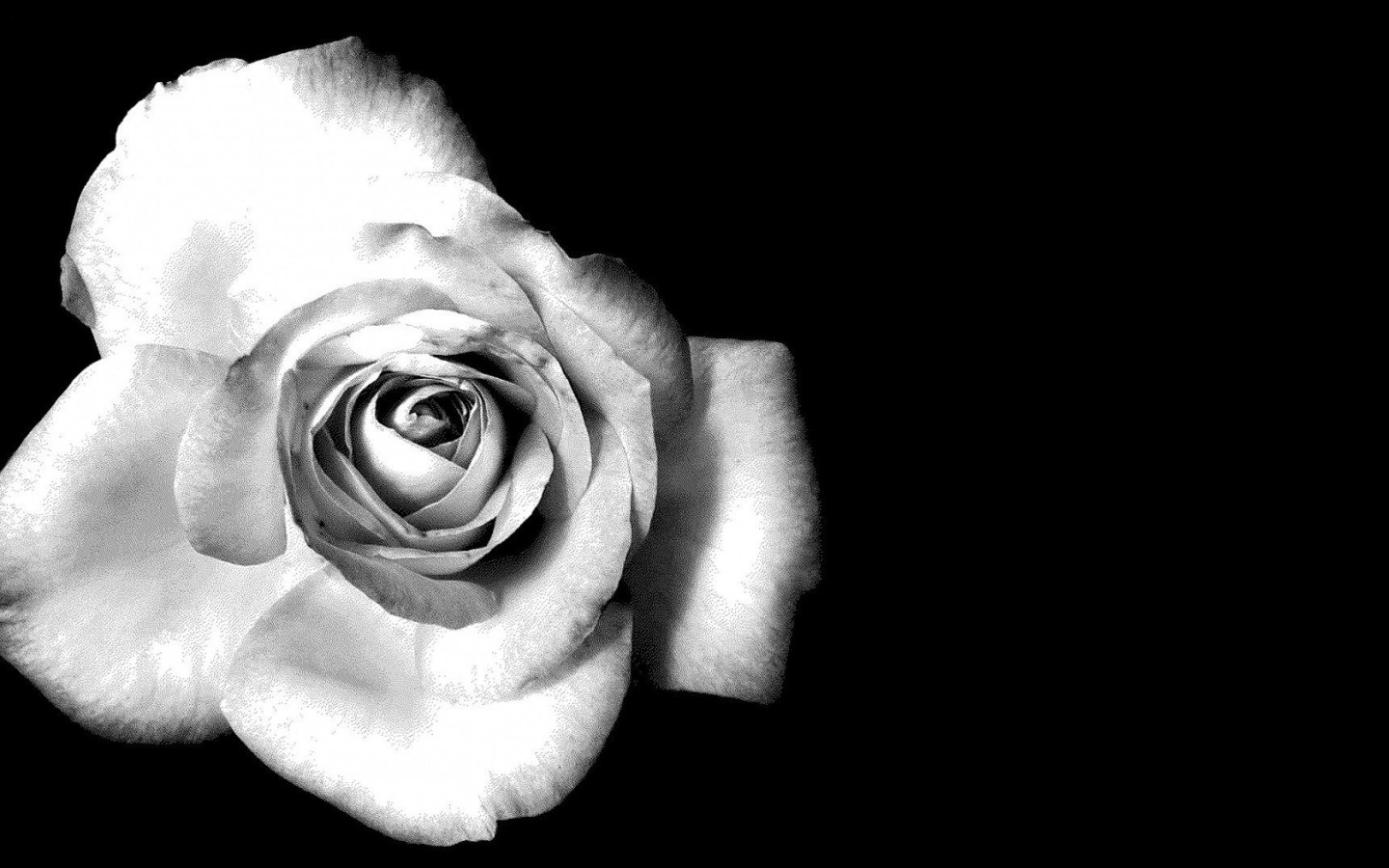 fondo de pantalla blanco hd,blanco,fotografía monocroma,en blanco y negro,negro,flor