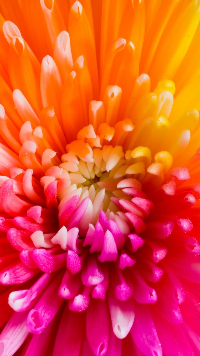 colourful wallpaper,flower,petal,orange,macro photography,gerbera