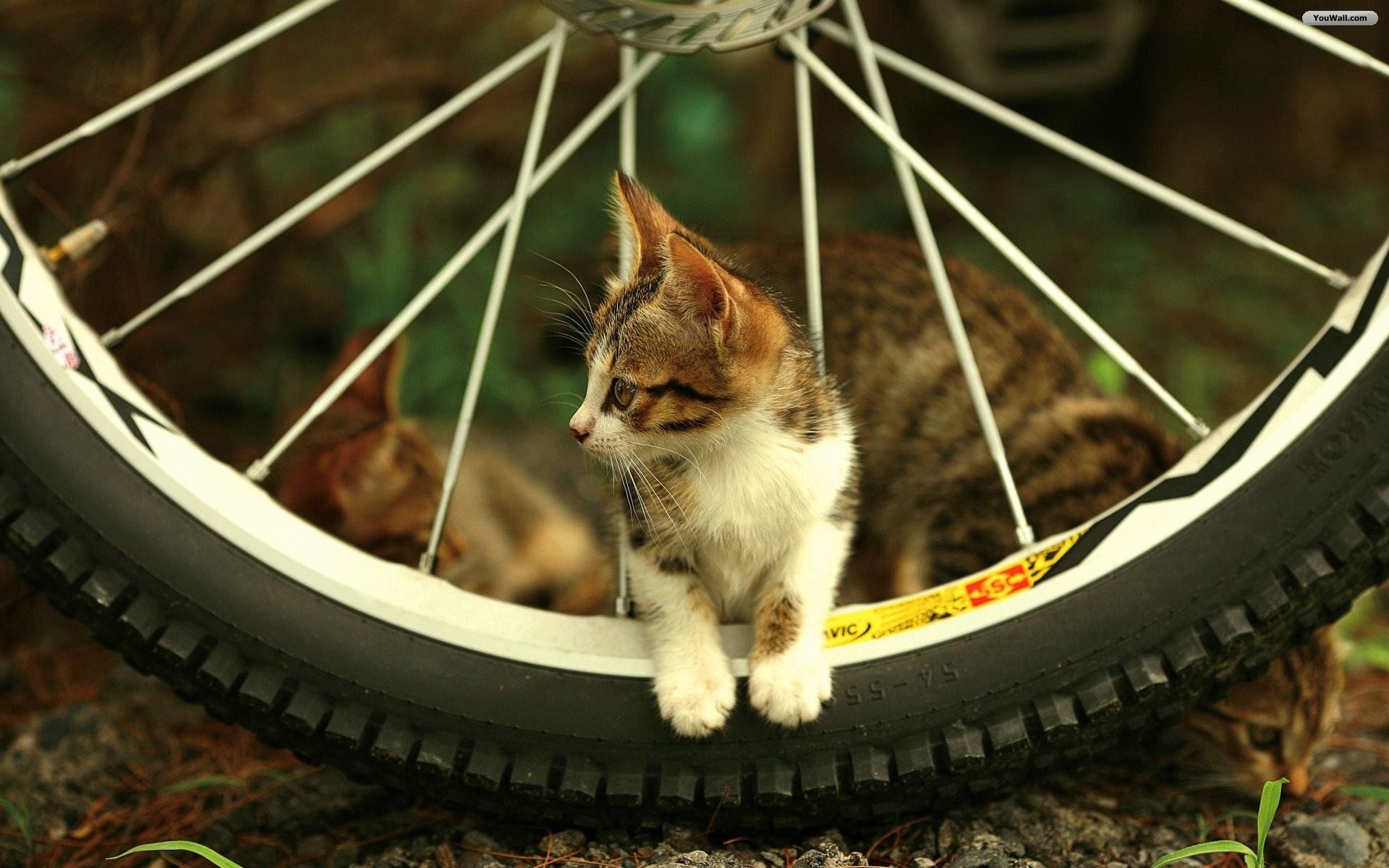 fond d'écran fb,chat,félidés,moustaches,chats de petite à moyenne taille,roue