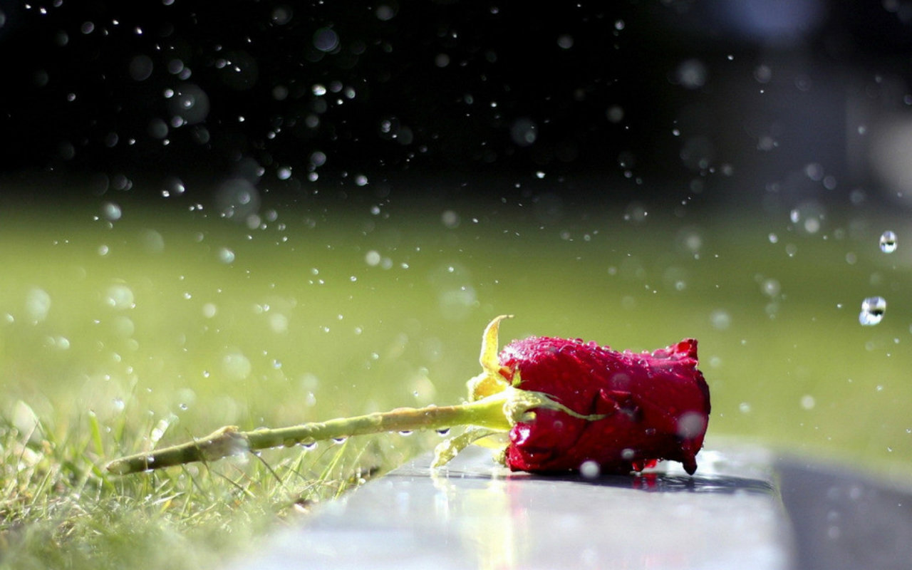 fb wallpaper,water,plant,sky,atmosphere,macro photography