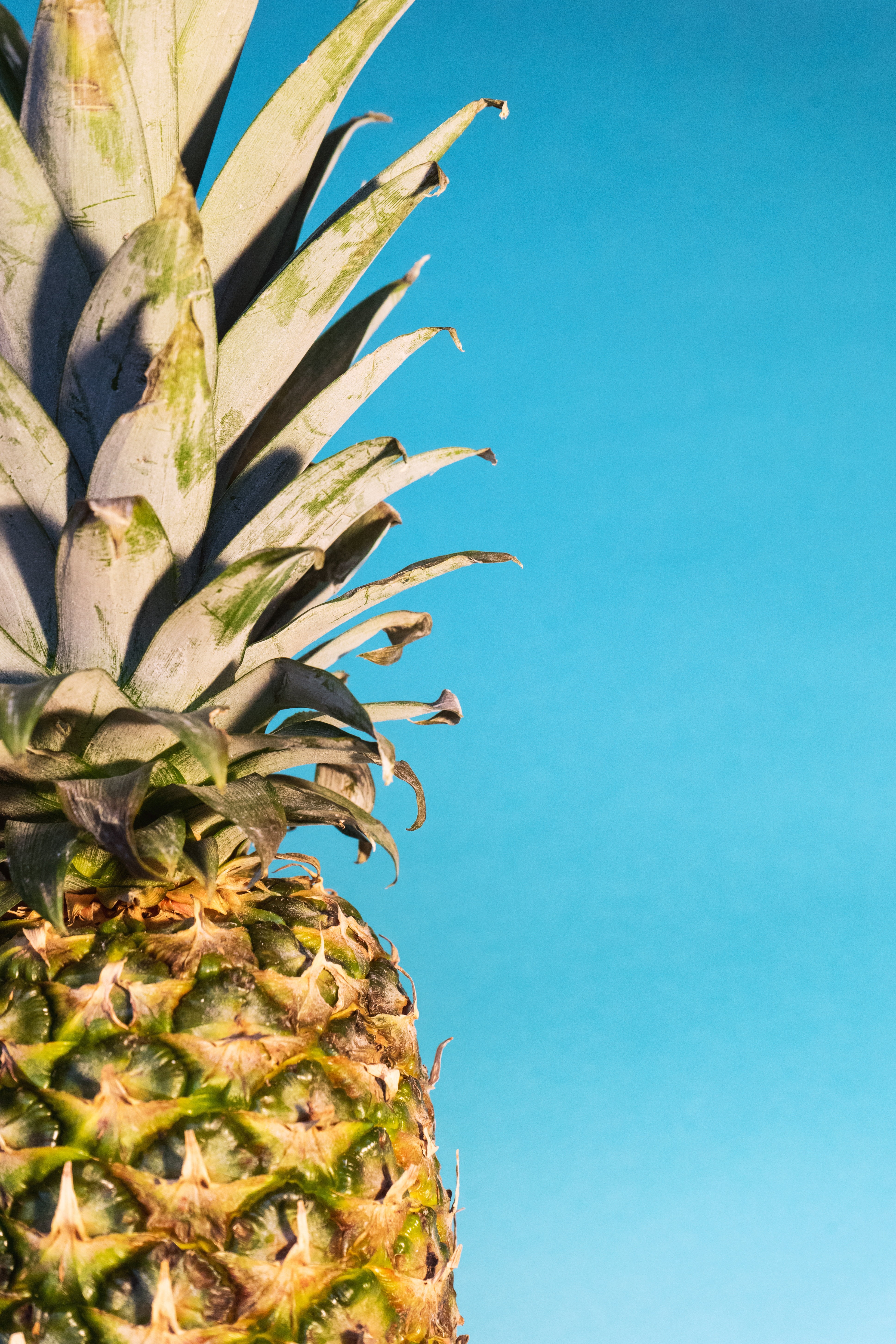 papier peint ananas,ananas,ananas,plante,fruit,broméliacées