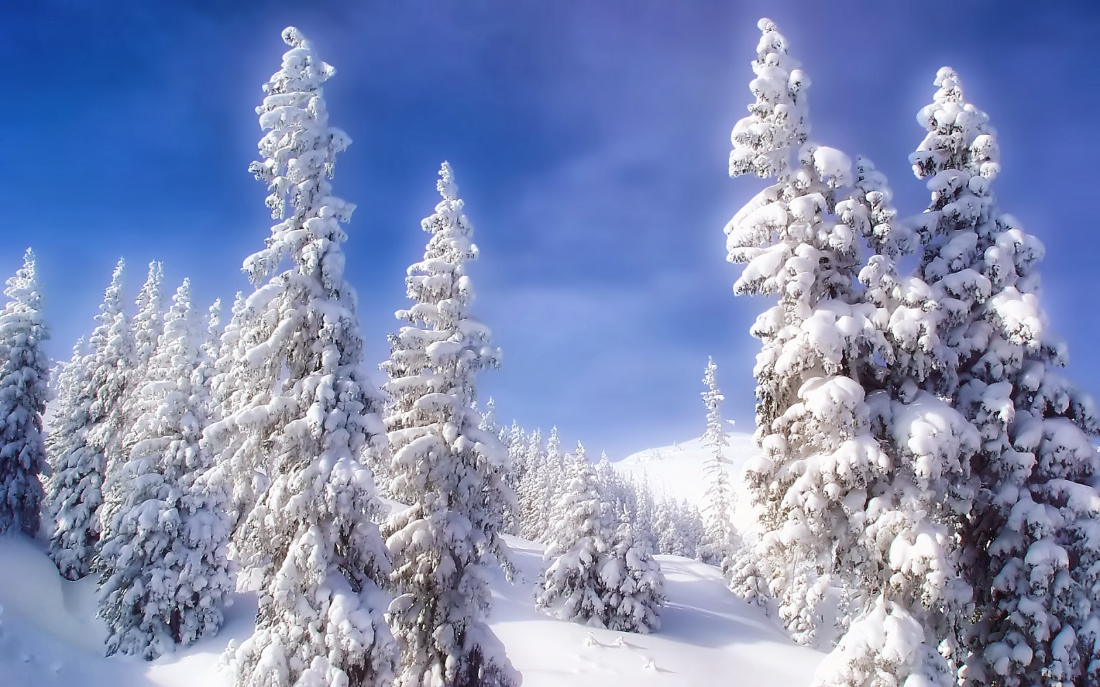winter wunderland tapete,kurzblättrige schwarzfichte,schnee,winter,baum,frost