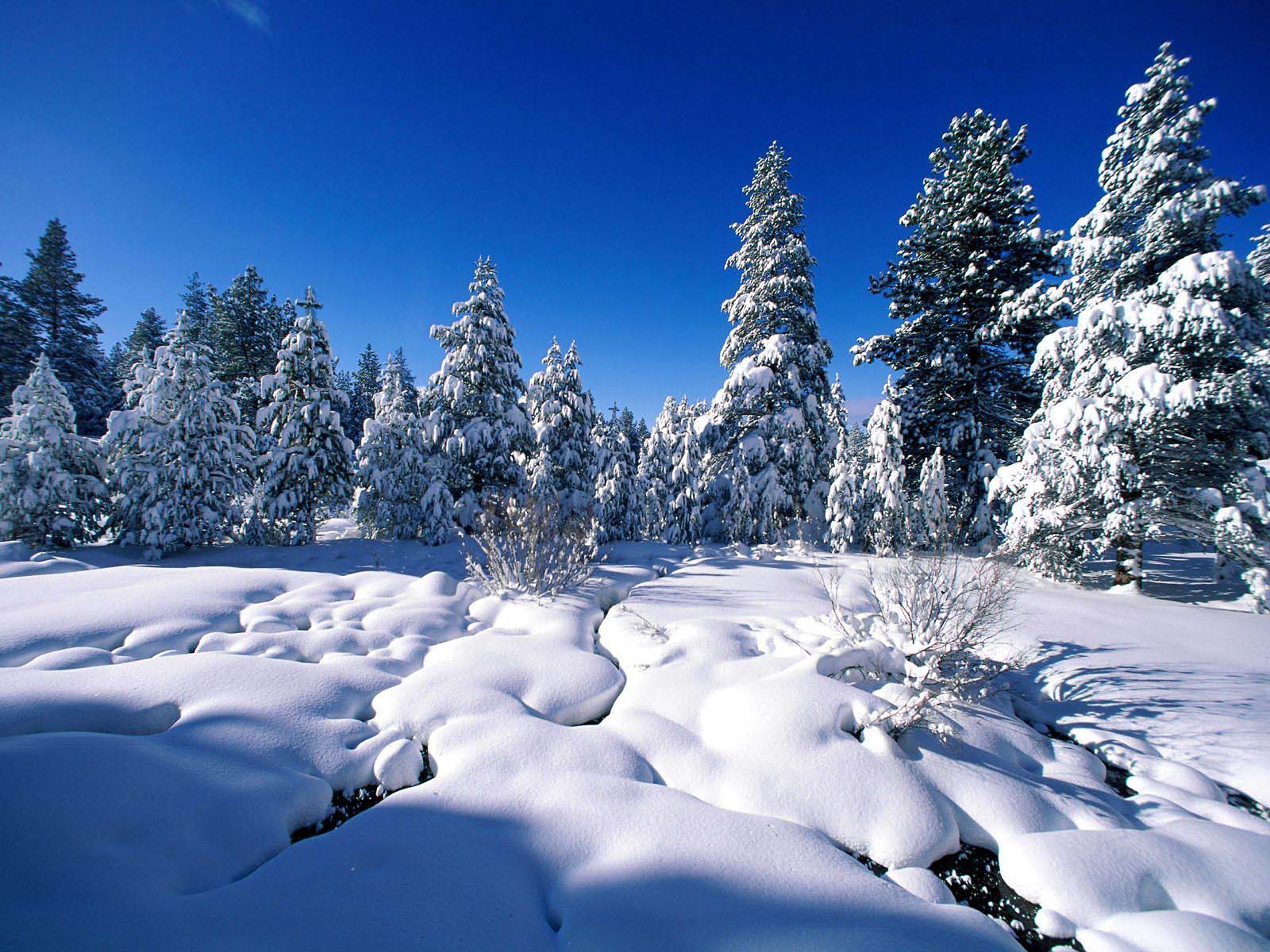 冬のワンダーランドの壁紙,雪,冬,自然,自然の風景,木